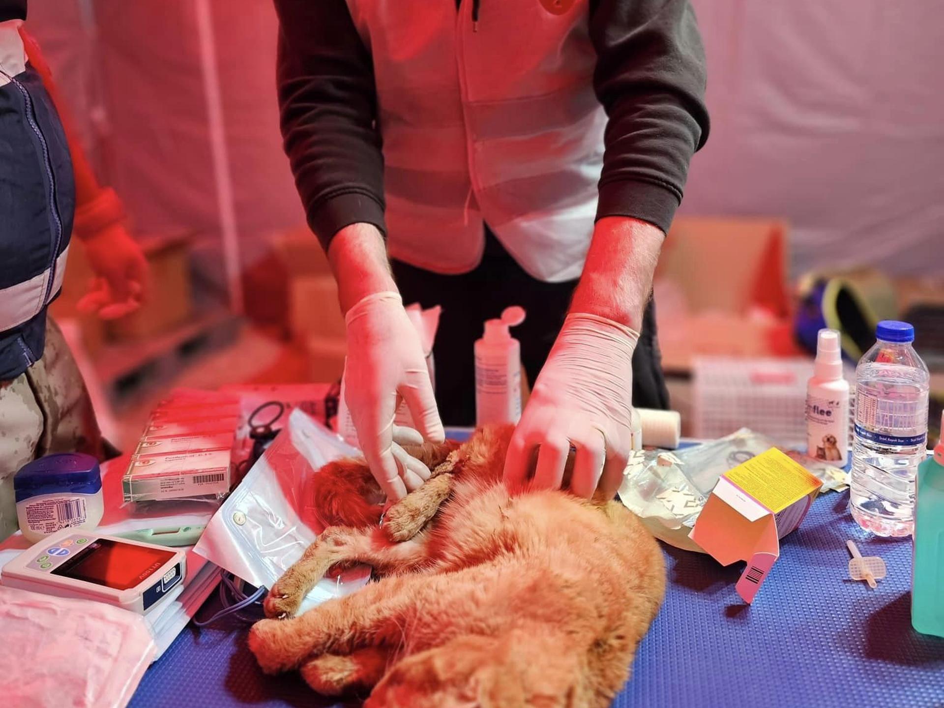 Ansicht 3 von Dr. med.vet. Thomas Dirks