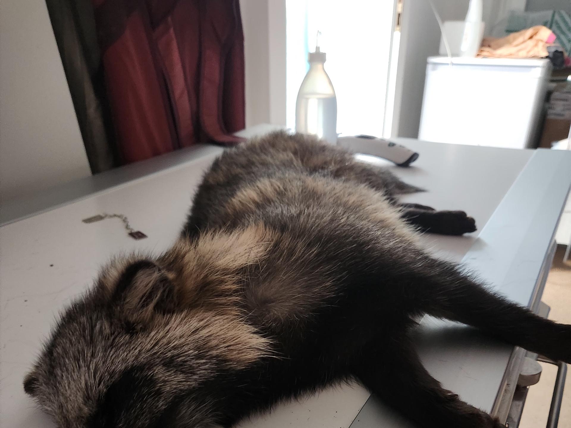 Ansicht 3 von Tierarztpraxis Schönefeld Dr. Kupsch / TA Widder