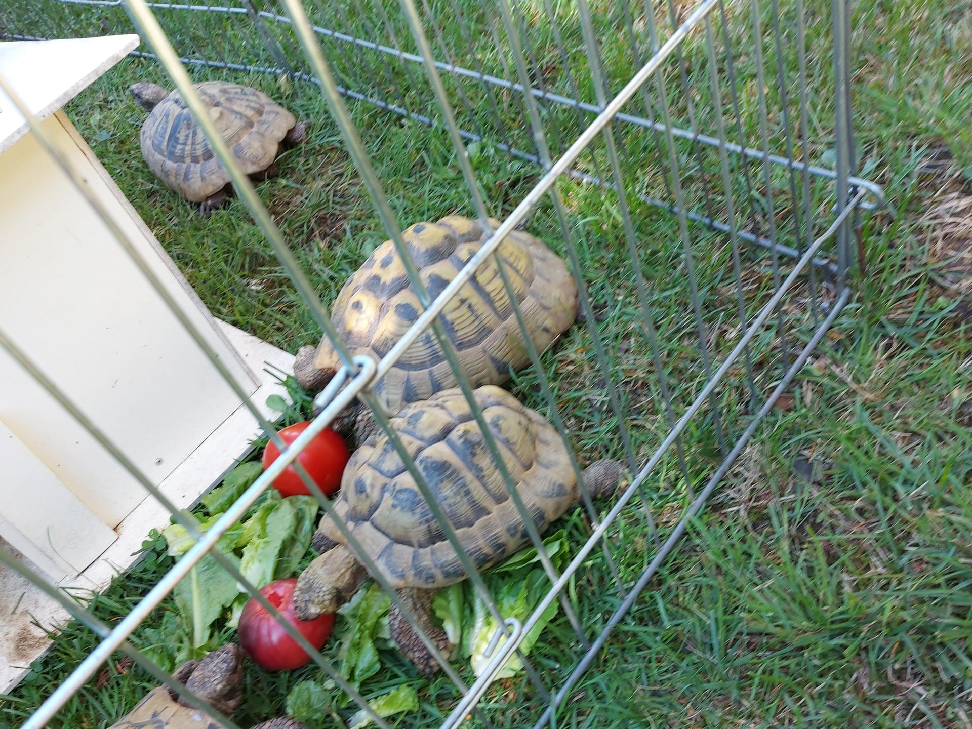 Ansicht 1 von Tierarzt für Reptilien Dr. Friederike Weinzierl