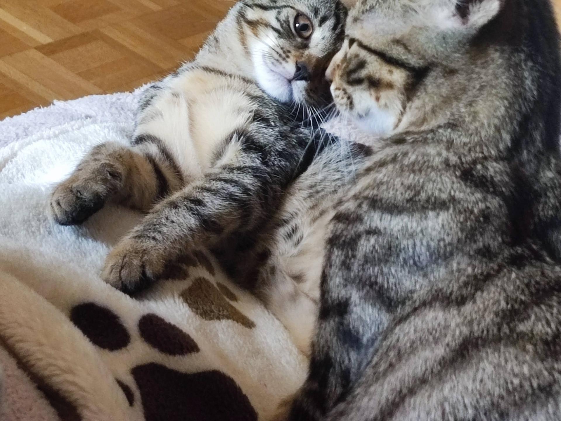 Ansicht 2 von Tierärztliche Gemeinschaftspraxis für Kleintiere - Dr. Astner und Dr. Neumaier