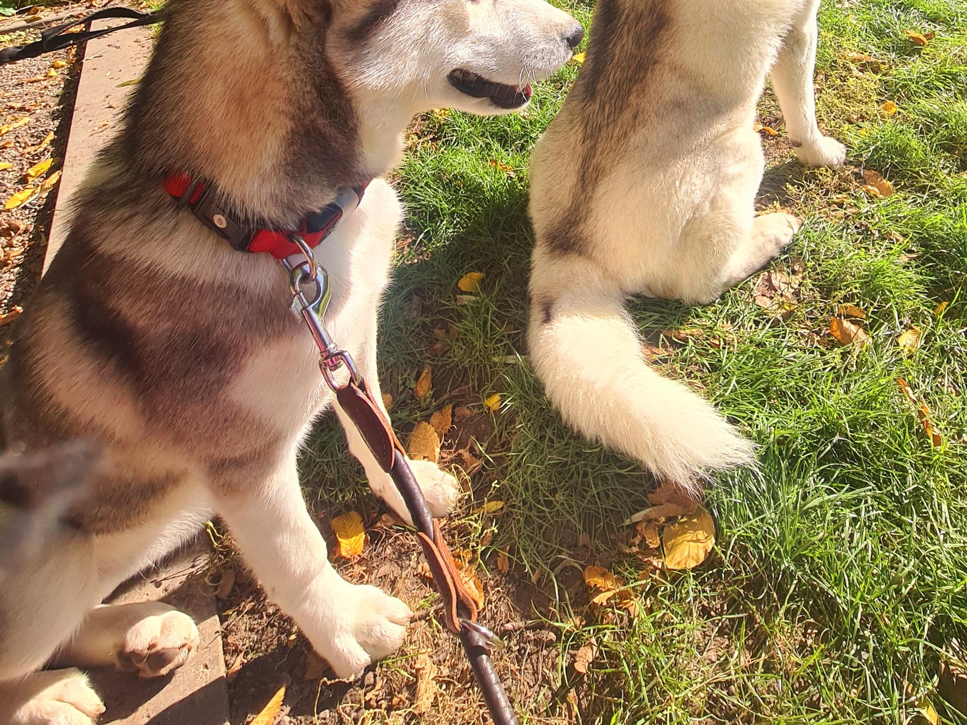 View 1 of Tierärztliche Praxis für Kleintiere Dr. med. vet. Natalie Wilhelm