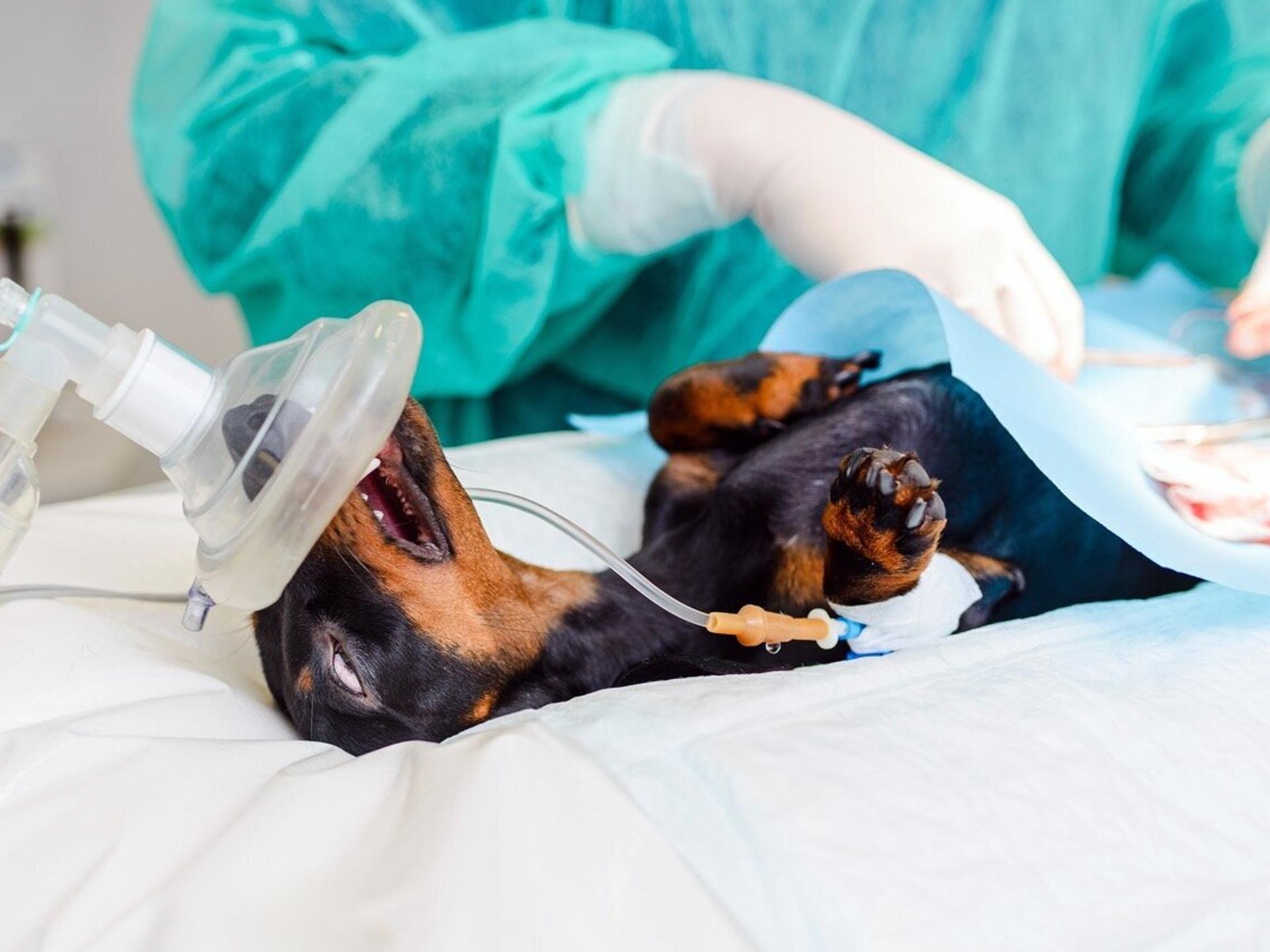 Ansicht 1 von Kleintierpraxis Dr. med. vet. Kallweit