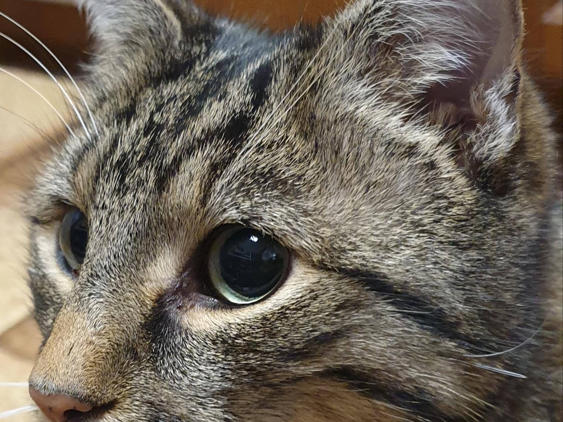 Ansicht 1 von Dr.med.vet. Oliver Kräutle Tierarzt