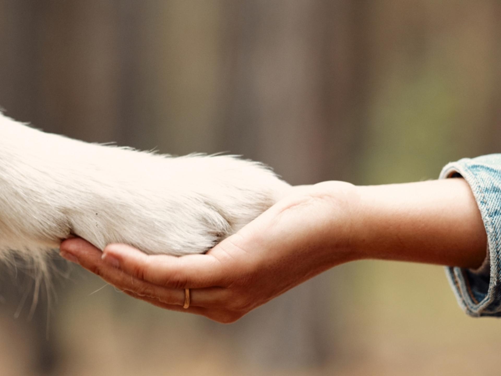 Ansicht 1 von Tierarzt Vallendar, Tierärztliche Gemeinschaftspraxis Emmerich & Häberlein