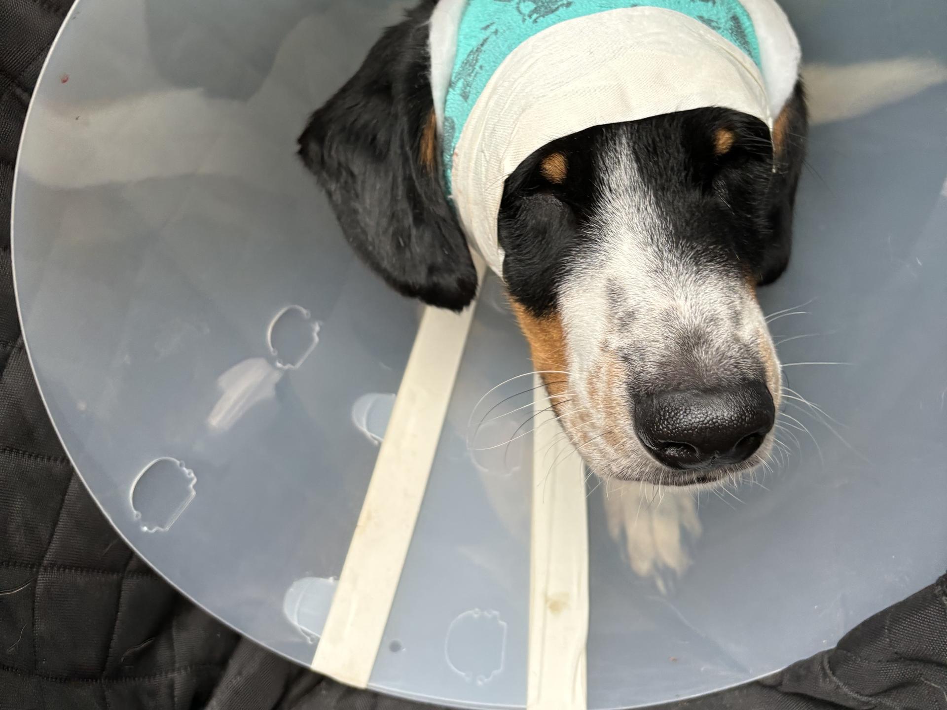 Ansicht 3 von Tierarzt Vallendar, Tierärztliche Gemeinschaftspraxis Emmerich & Häberlein