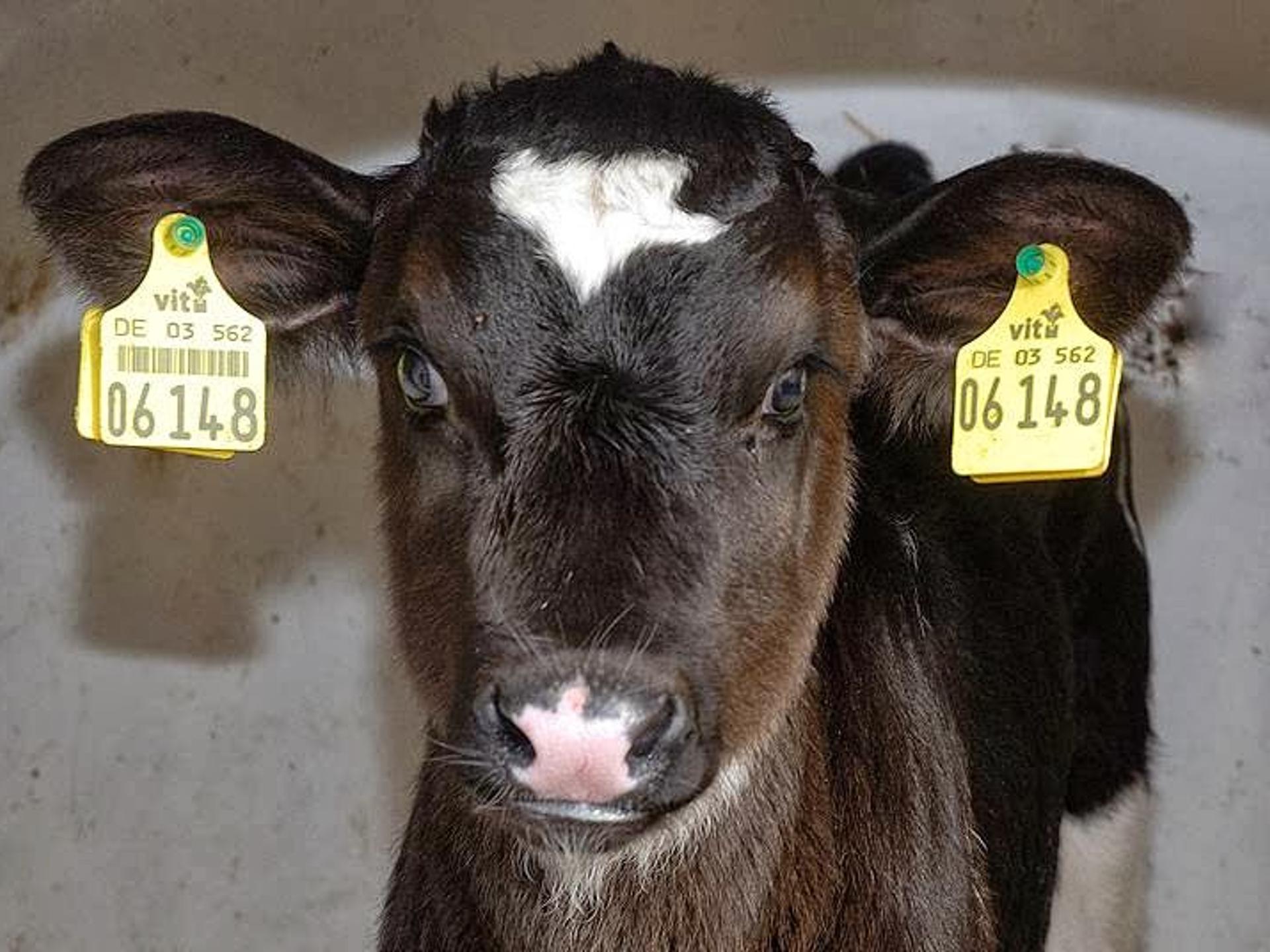 Ansicht 4 von Tierarzt Praxis für Rinder Dr.med.vet Bernd Oelkers