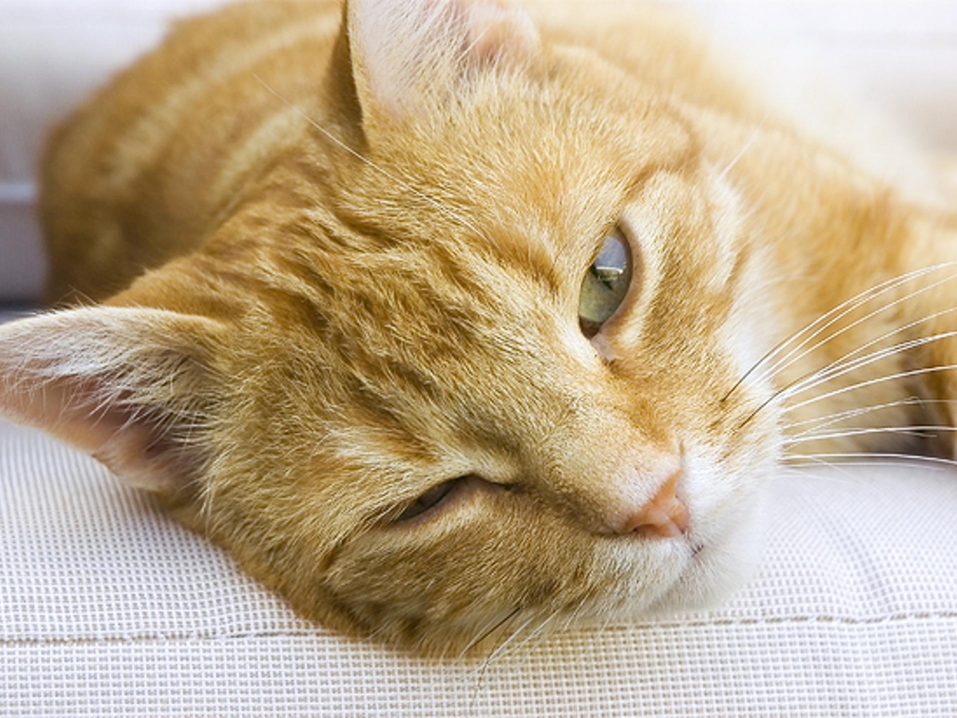 Ansicht 1 von Praxis 7 Leben, Tierärztliche Katzenpraxis de Leuw