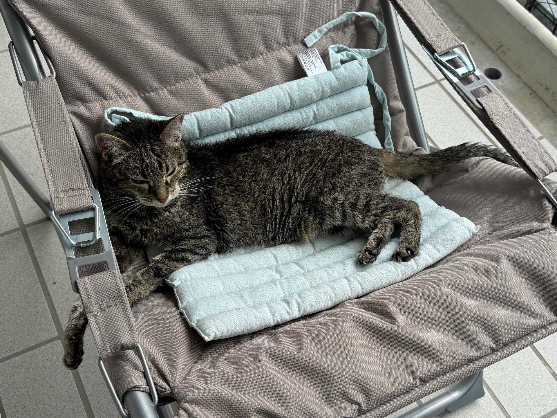 Ansicht 3 von Praxis 7 Leben, Tierärztliche Katzenpraxis de Leuw