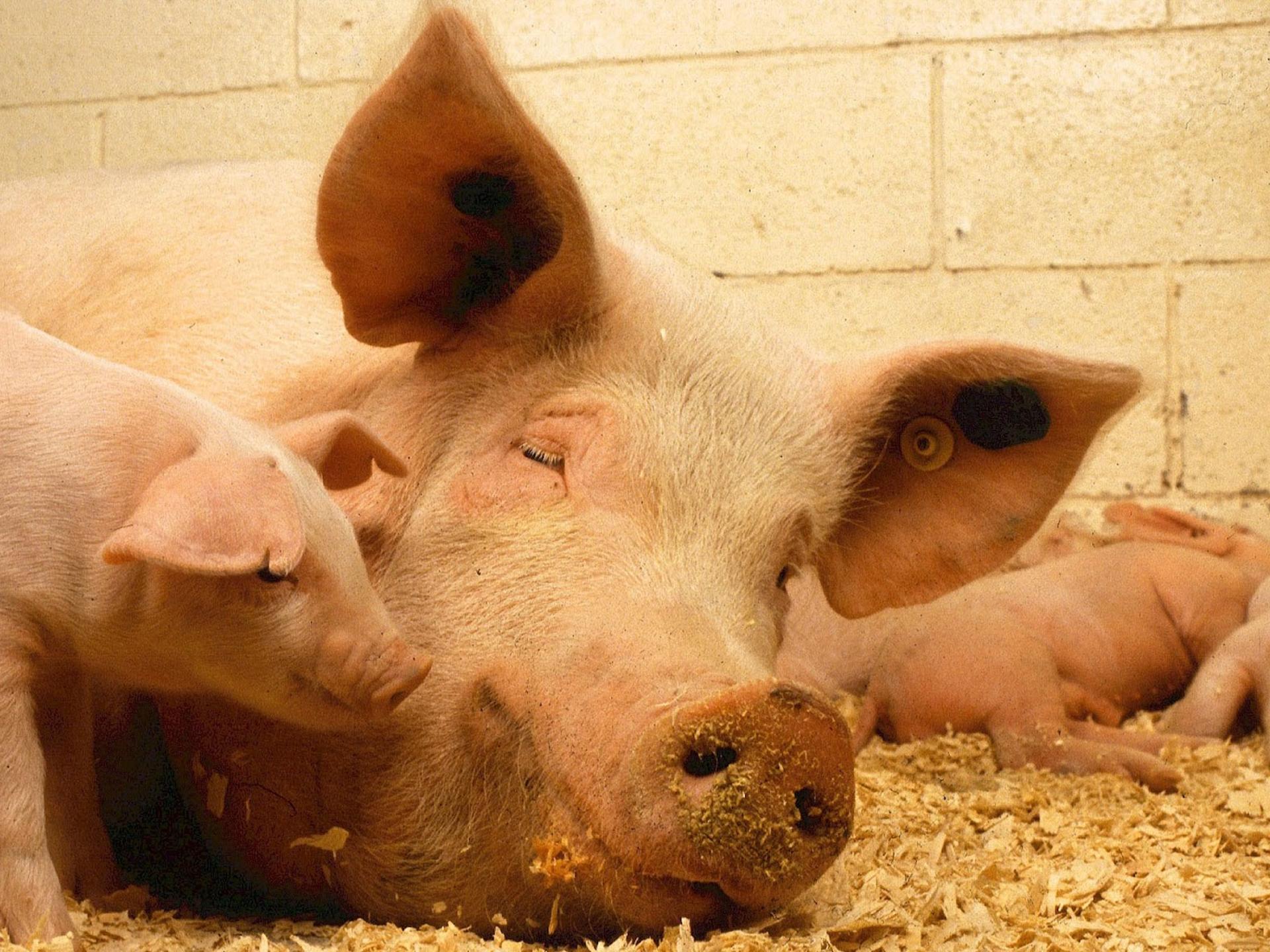 Ansicht 3 von Tierärztliche Gemeinschaftspraxis Dr. Blome, Dr. Vogt, Dr. Kersting, Dr. Fillmer