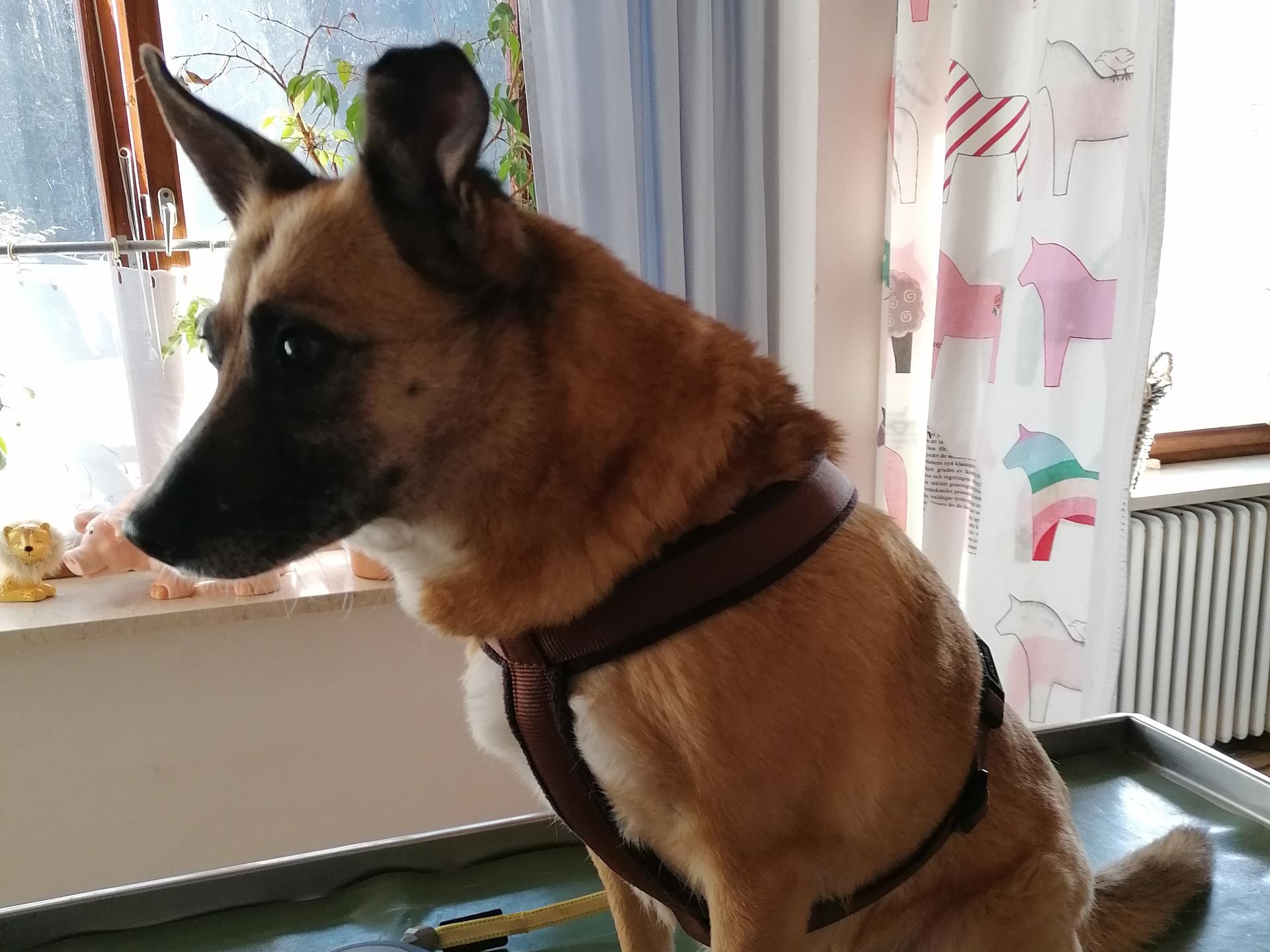 Ansicht 1 von Dr.med.vet. Ines Liebl Tierärztin