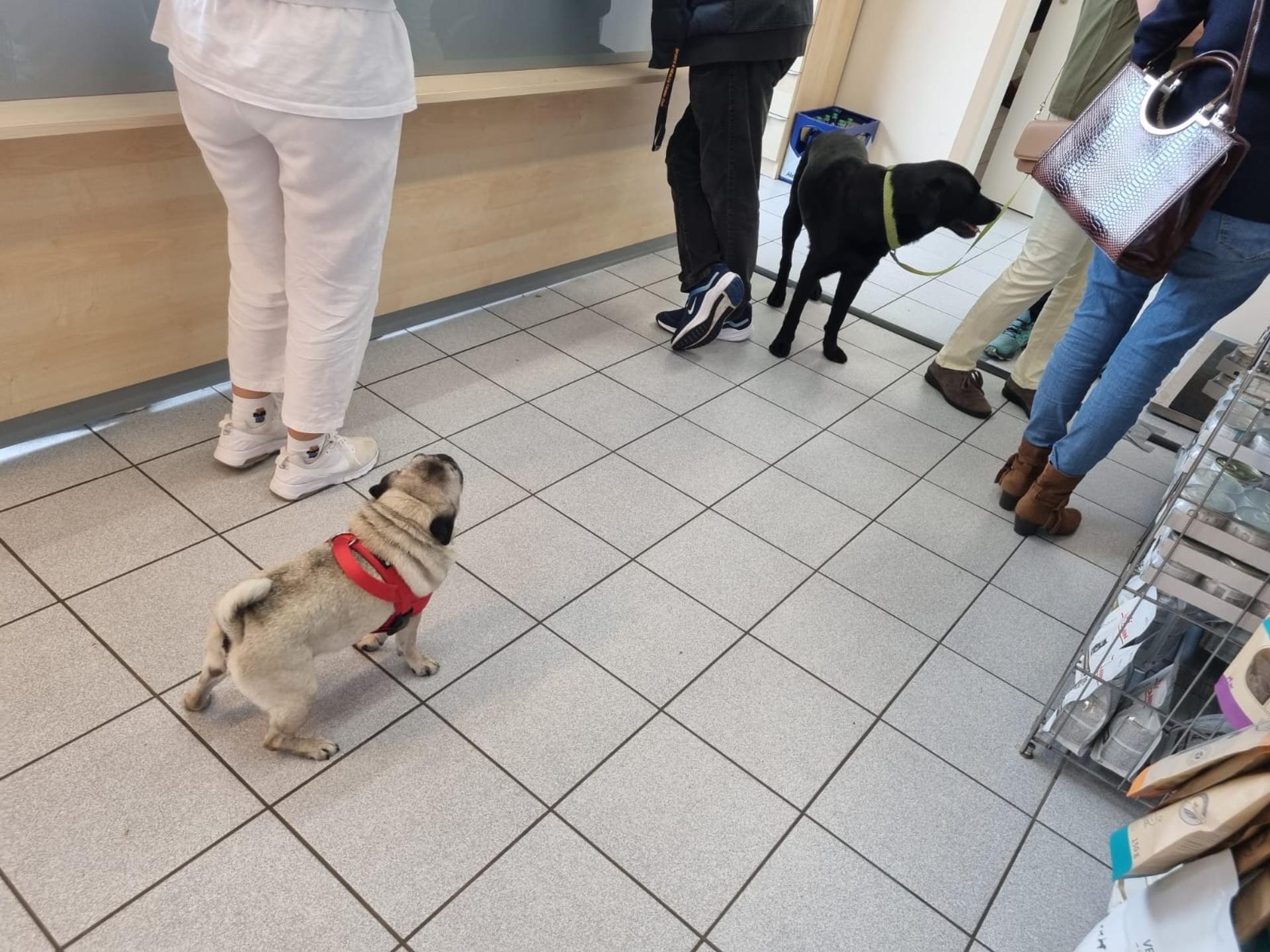 Ansicht 1 von Dr. med.vet. Annabelle Culas