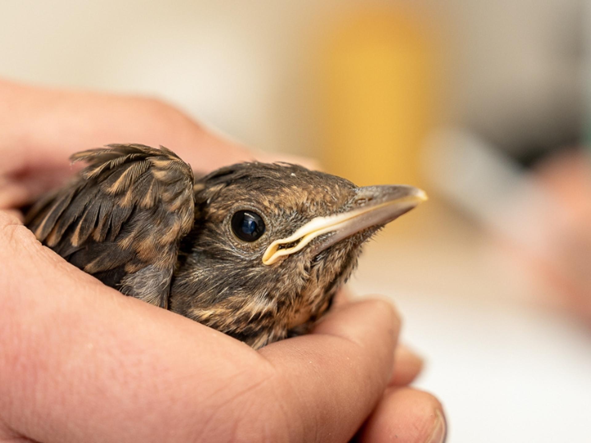 Ansicht 1 von Tierarzt Reinecke Wulmstorf, Tierarztpraxis Wulmstorf