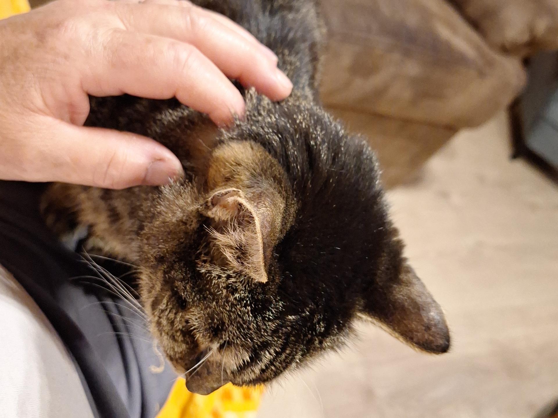 Ansicht 2 von felmo Mobiler Tierarzt Köln