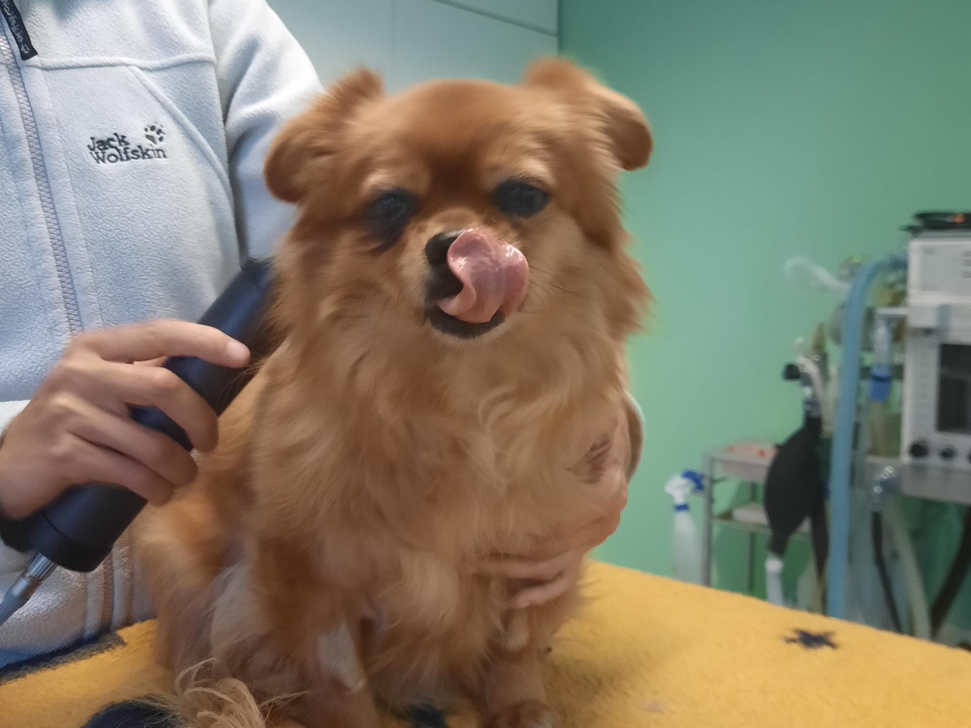 Ansicht 2 von Tierärztliches Gesundheitszentrum Piding, Dr. Gödde & Kollegen