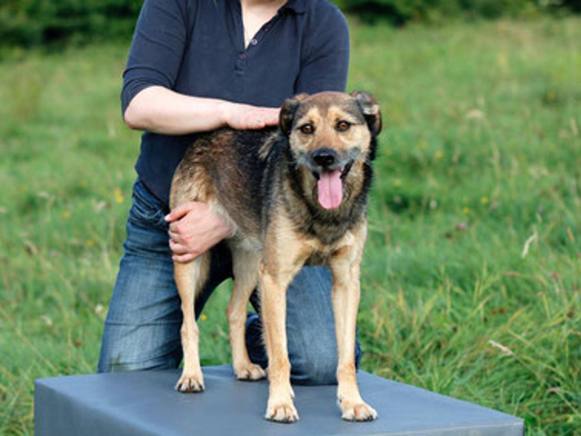 Ansicht 1 von Tierärztliche Praxis für Chiropraktik - Dr. med. vet. Johanna Nesemann