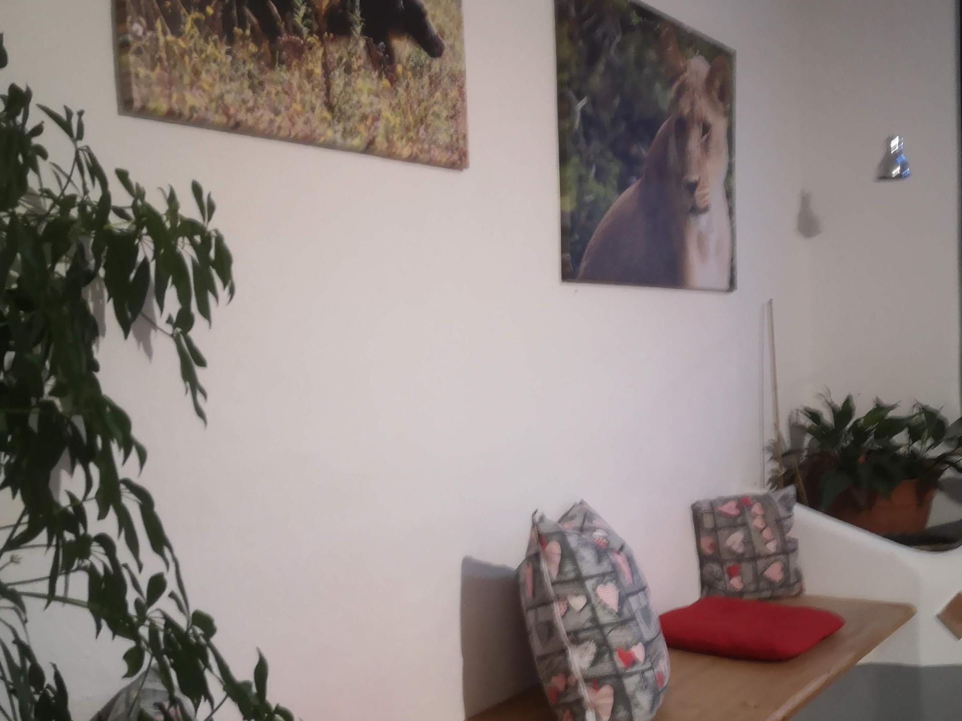 Ansicht 2 von Dipl.Med.Vet. Josef Morsy Tierarzt