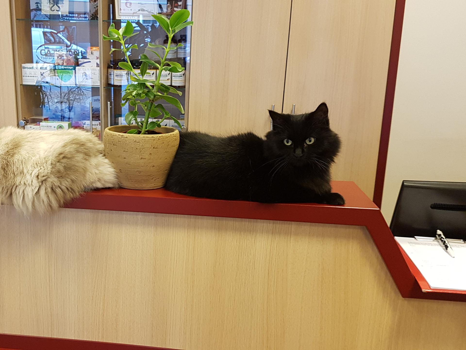 View 3 of Cats Only -Tierarztpraxis für Katzen