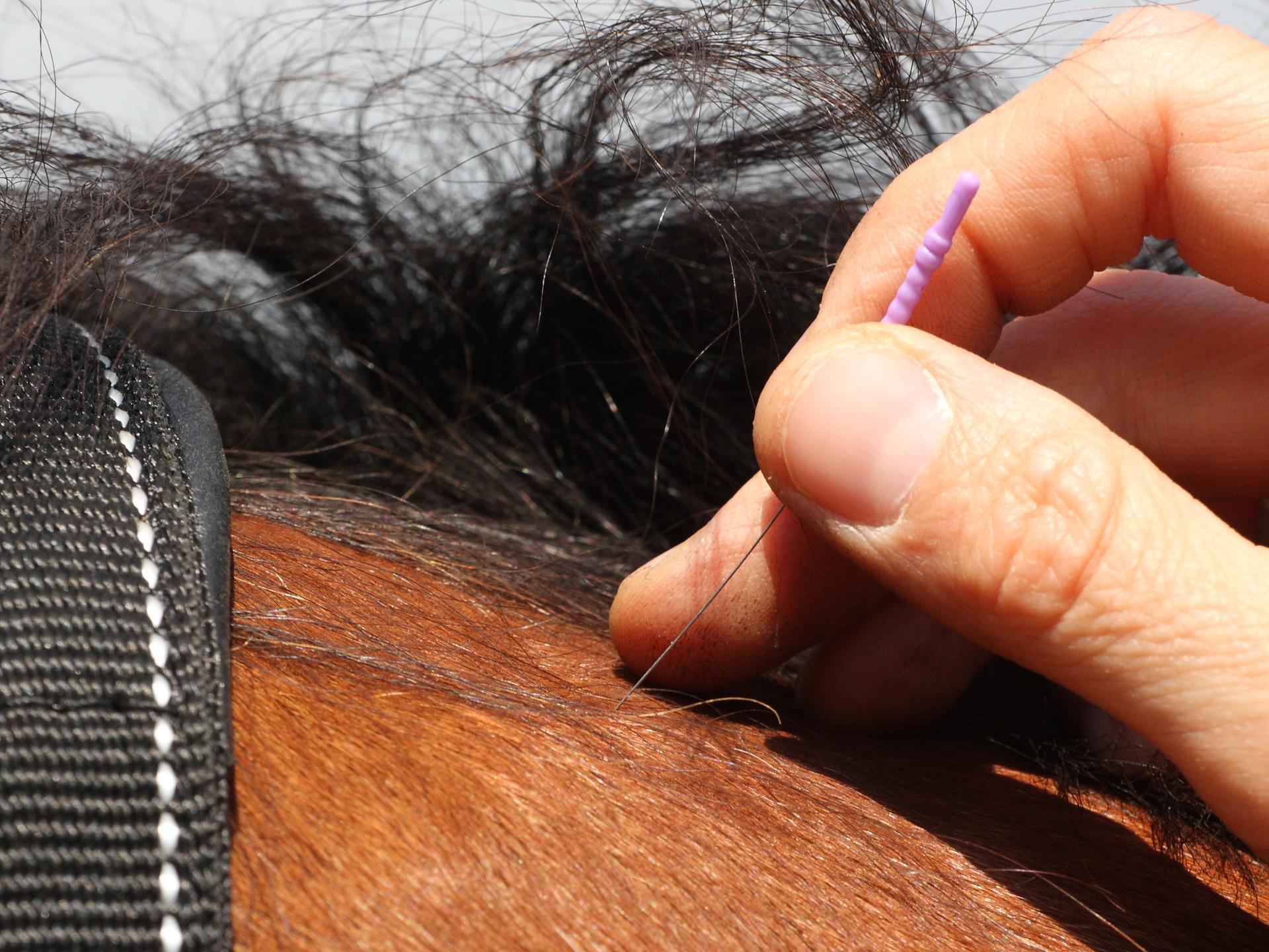 Ansicht 4 von Tierärztliche Praxis für Akupunktur und Chiropraktik Dr. med. vet. Natascha Keunecke
