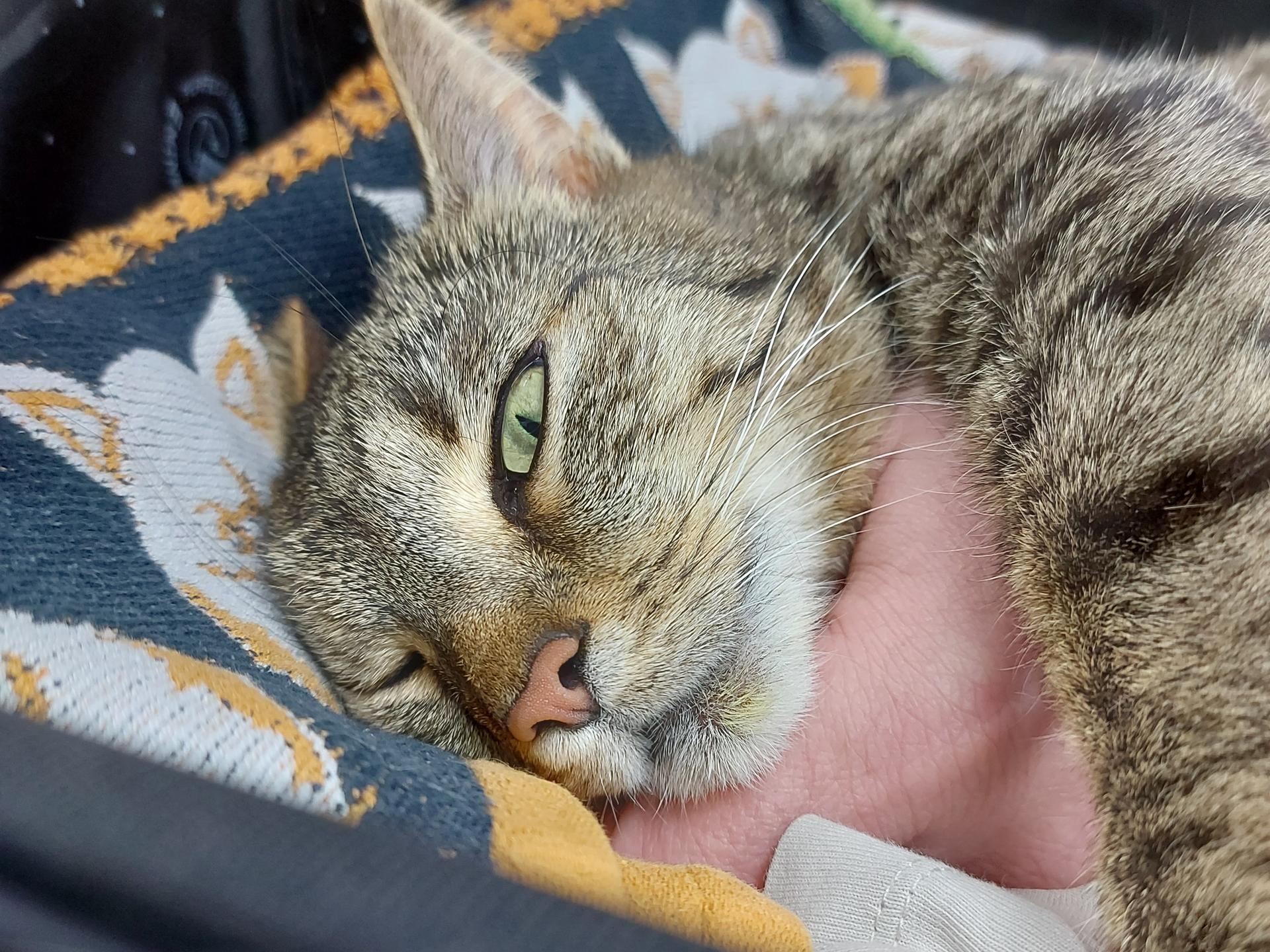 Ansicht 3 von Vet Zentrum Köln – Tierärztliche Klinik für Kleintiere, 24 Stunden Notdienst