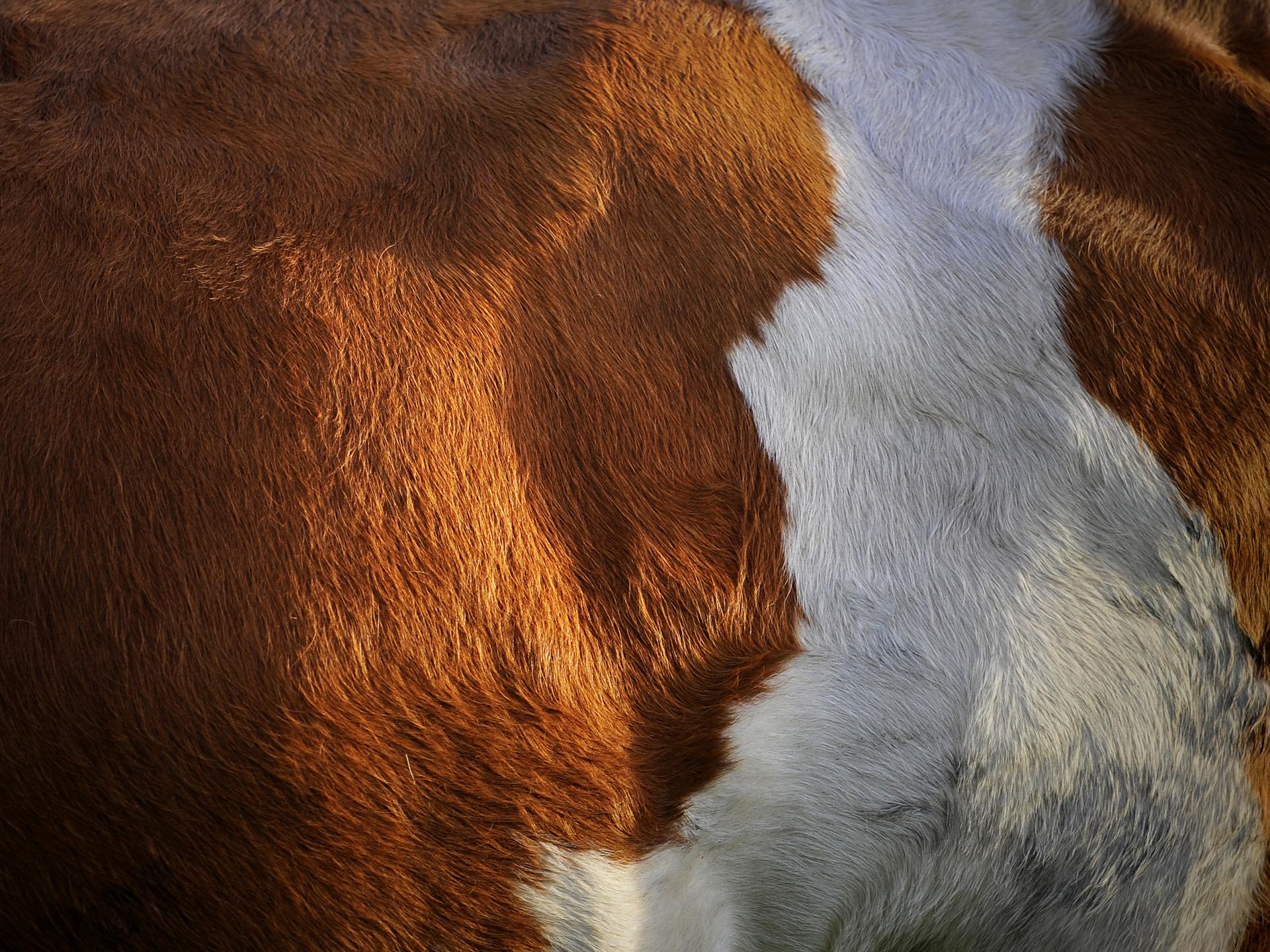 Ansicht 1 von Tierarztpraxis Dr. Köpf