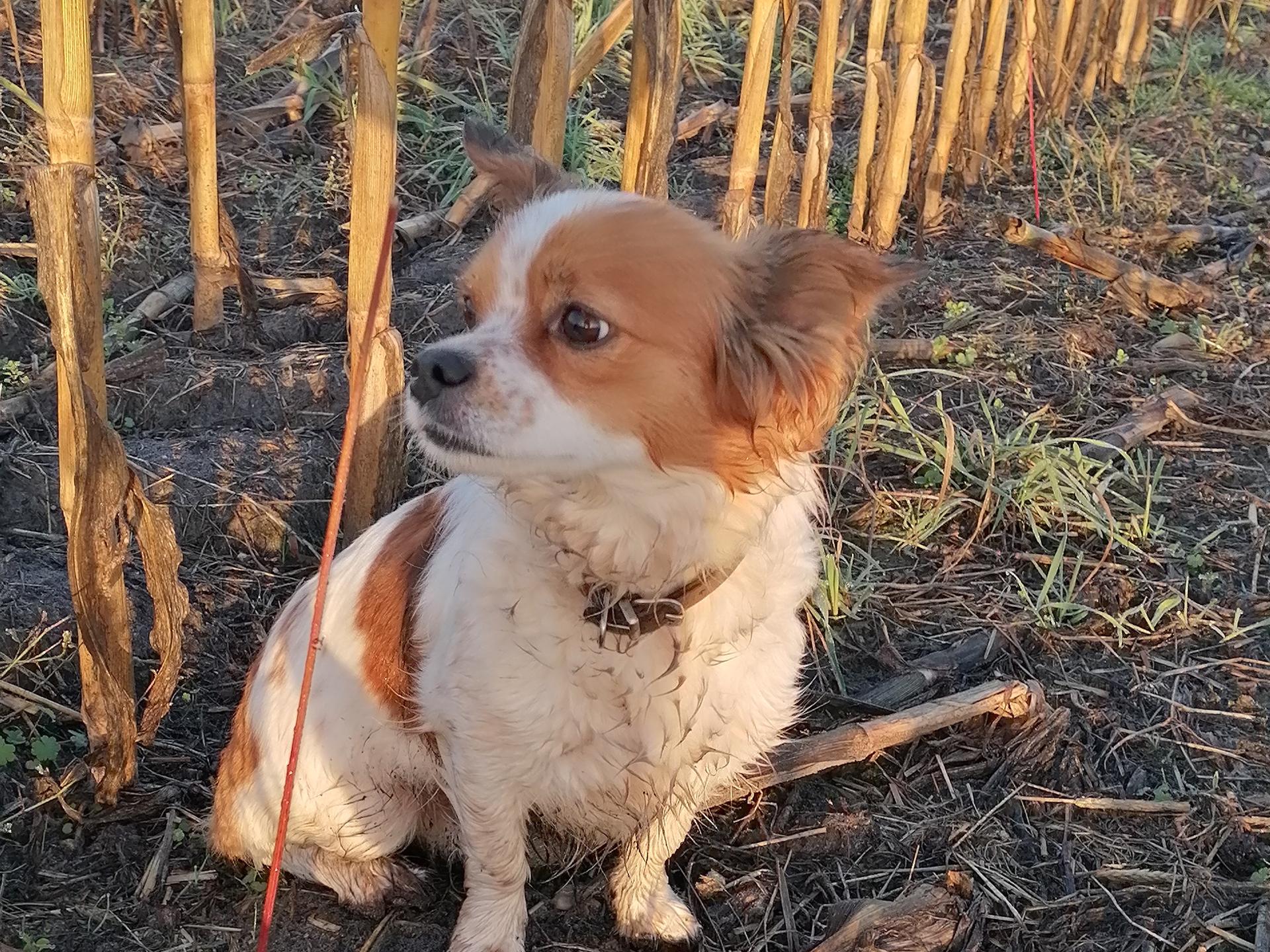Ansicht 2 von Herlyn Erich Dr. med. vet. Tierarzt