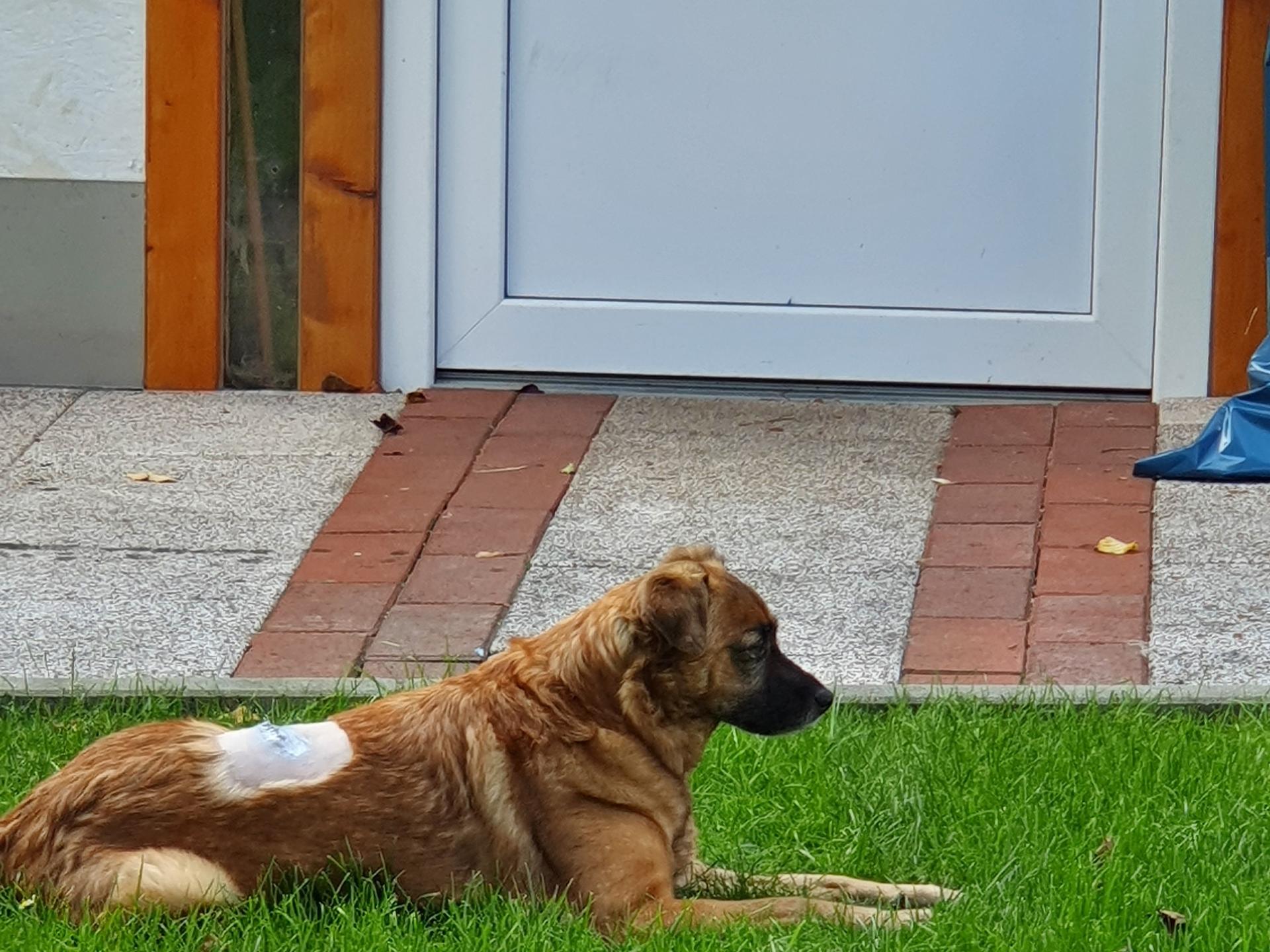 Ansicht 3 von Herlyn Erich Dr. med. vet. Tierarzt