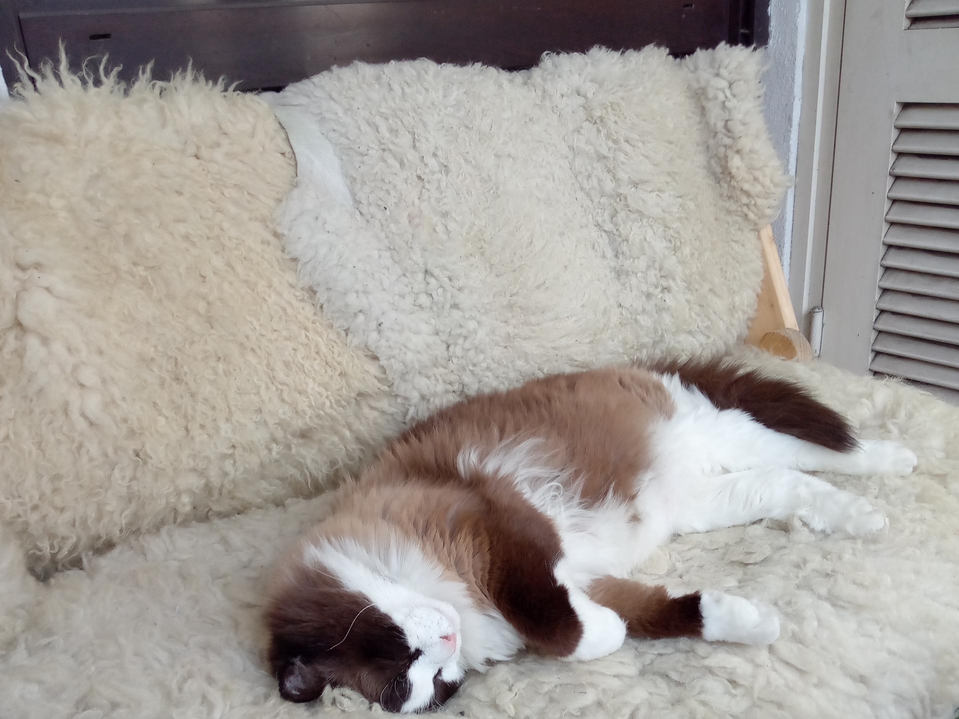 Ansicht 2 von Neuwirt Elvira Dr. med. vet.