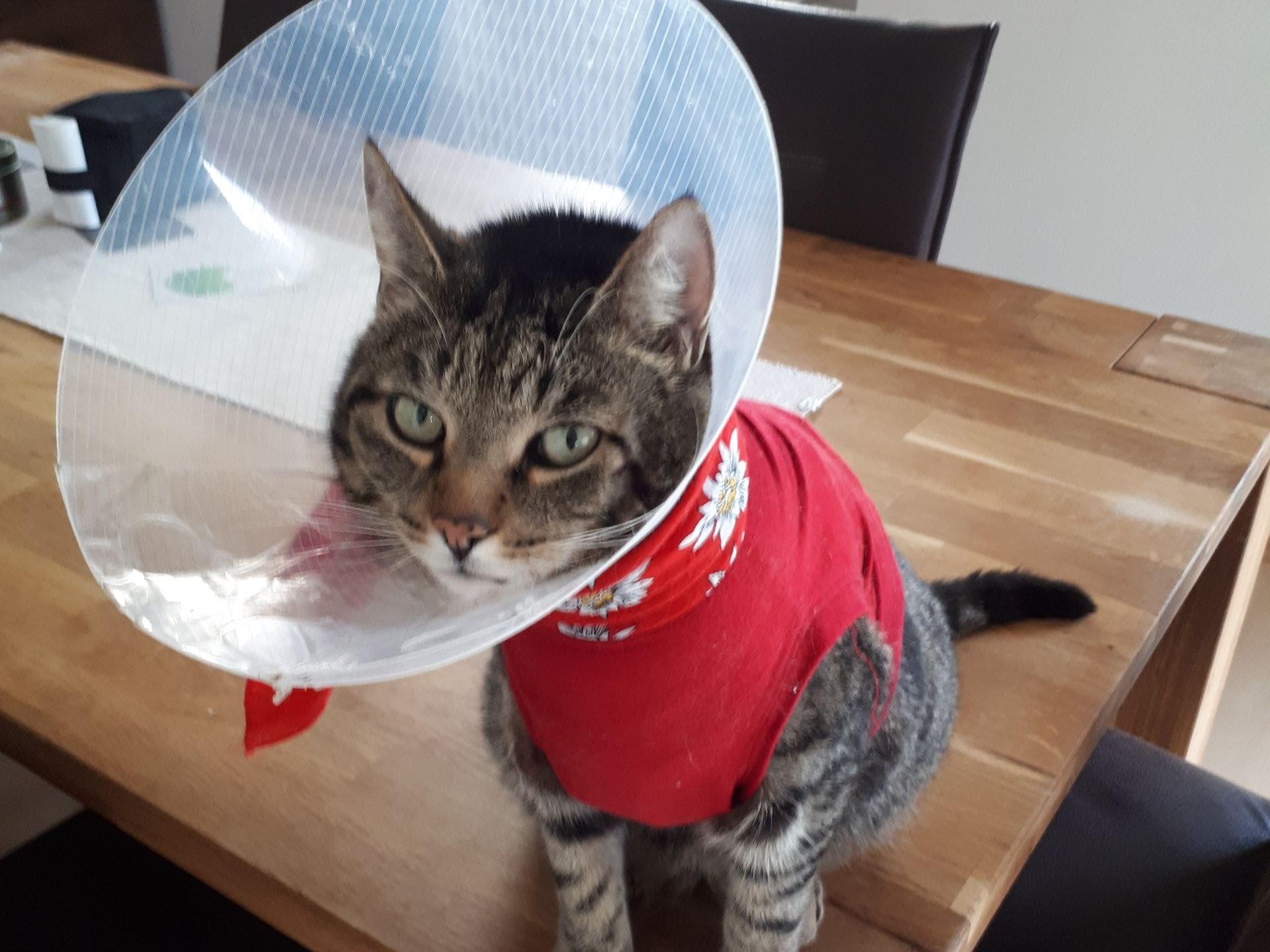 Ansicht 2 von Tierarztpraxis Dr. med. vet. Ines Unger