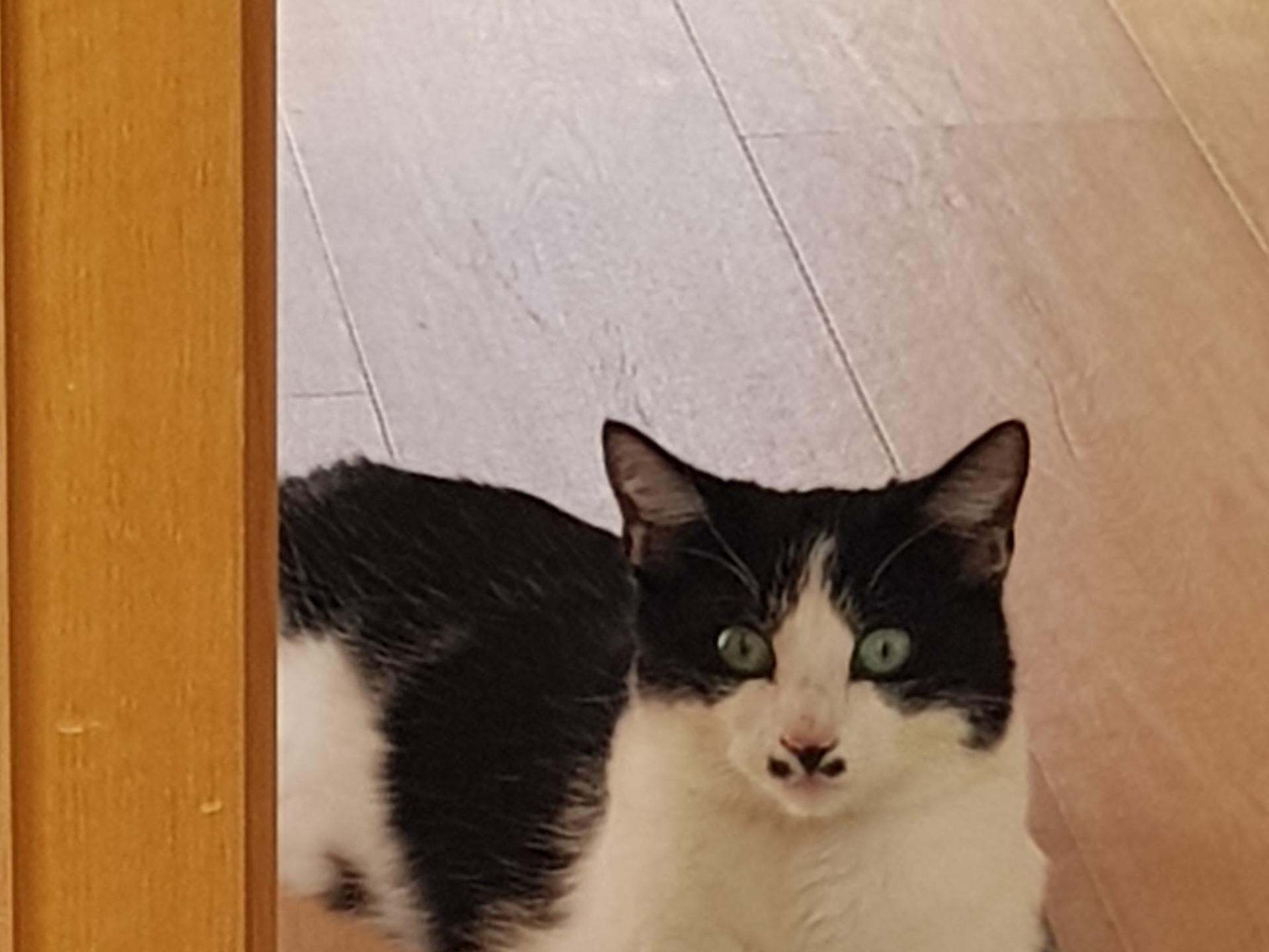 Ansicht 2 von Simon U. u. Weber M. Dres. med. vet. Tierärzte