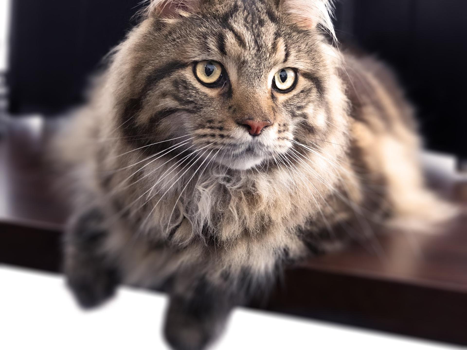 View 3 of Tierarztpraxis und Katzenpension Dr. med. vet. Christiane Reerink