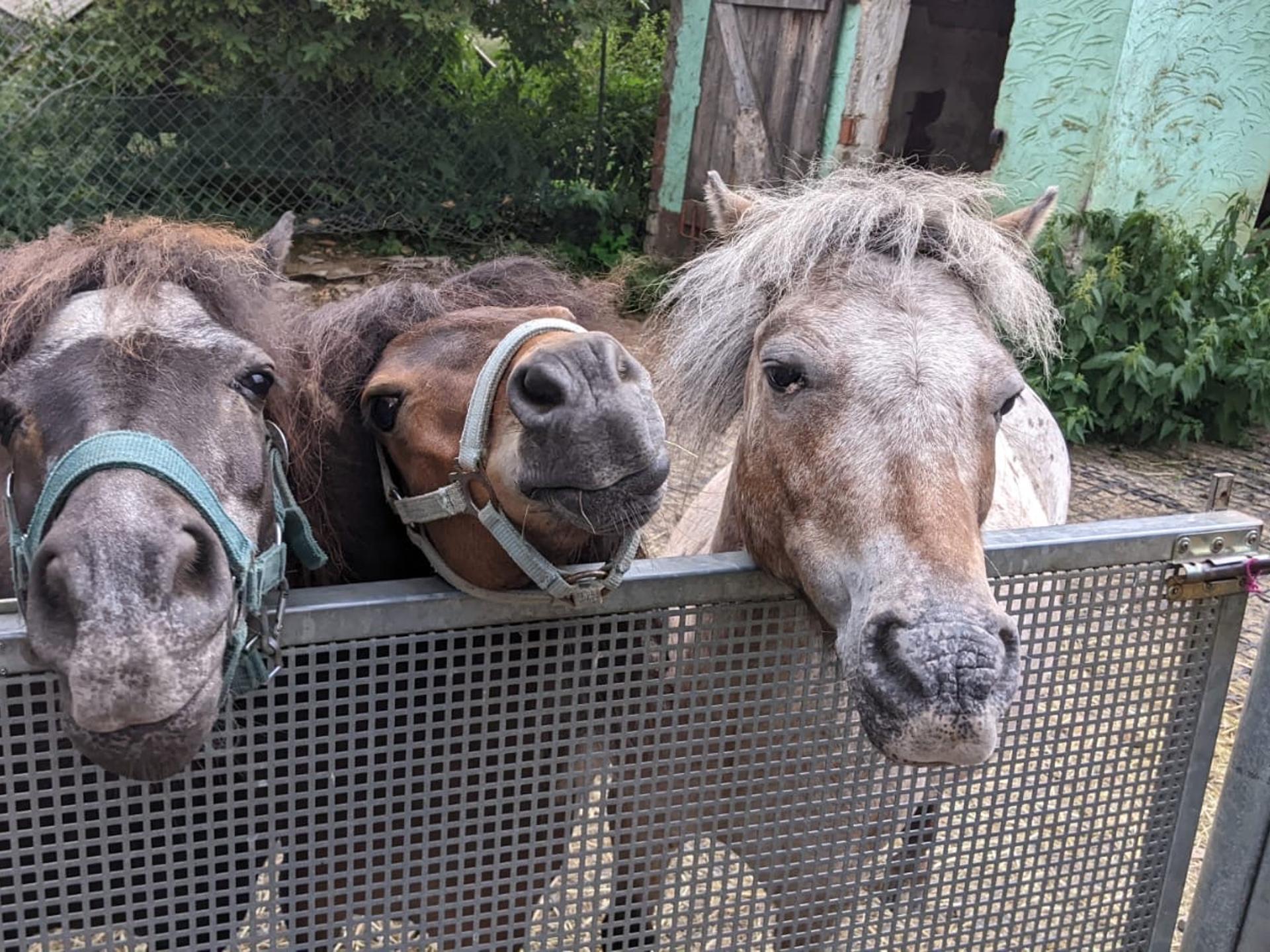 Ansicht 1 von Ponyhof Karger