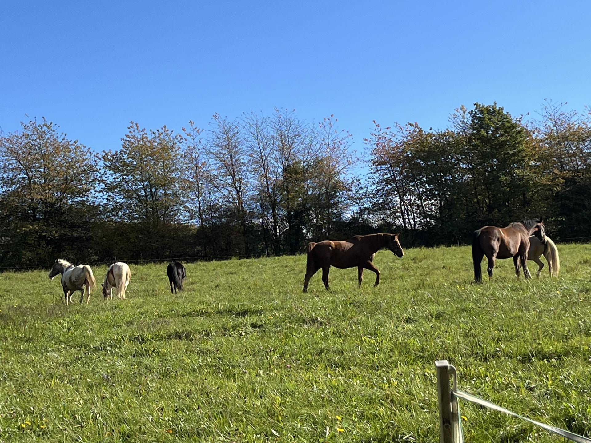 Ansicht 3 von Ponyhof Karger