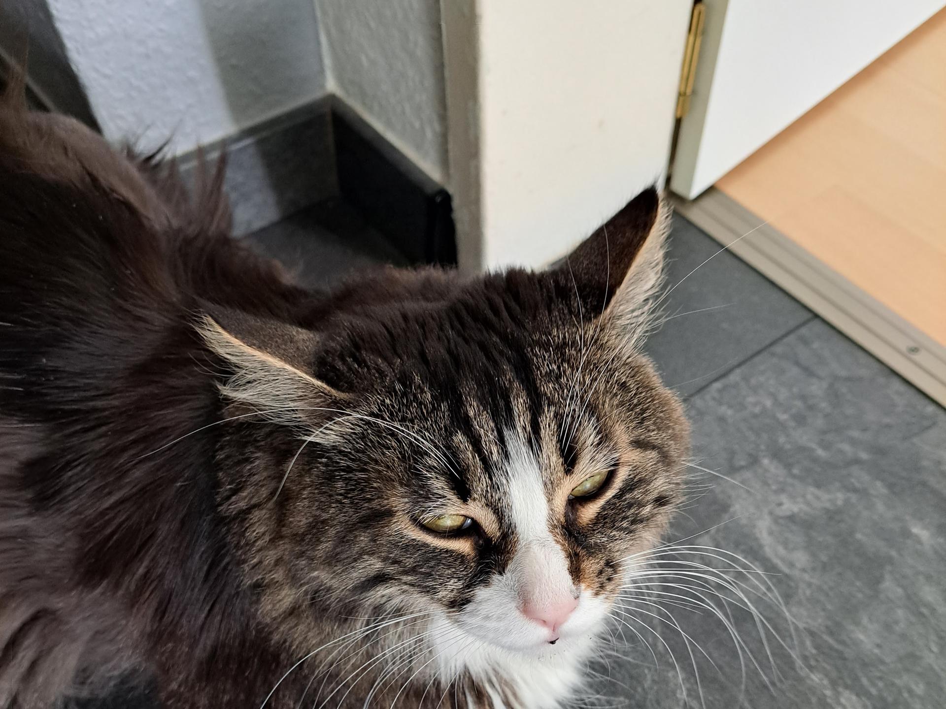 Ansicht 1 von felmo Mobiler Tierarzt Mannheim