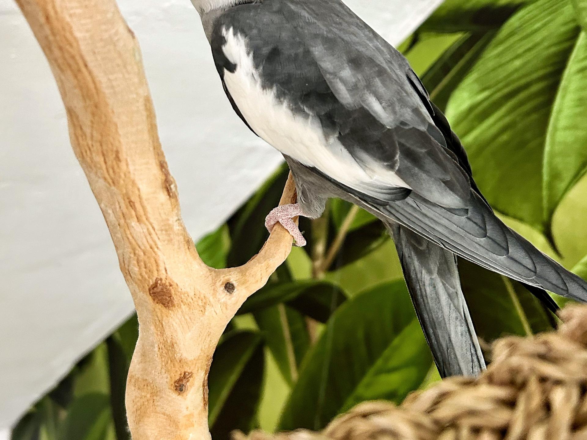 Ansicht 2 von Tierärztliche Fachpraxis für Vögel & Exoten Dr. med. vet. Heike Reball
