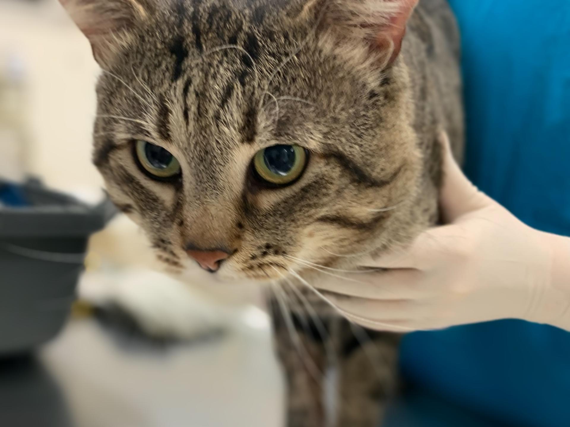 Ansicht 1 von Tierärzte im Holzhausenviertel – Dr. med. vet. Thorsten Rogmann (Nordend)