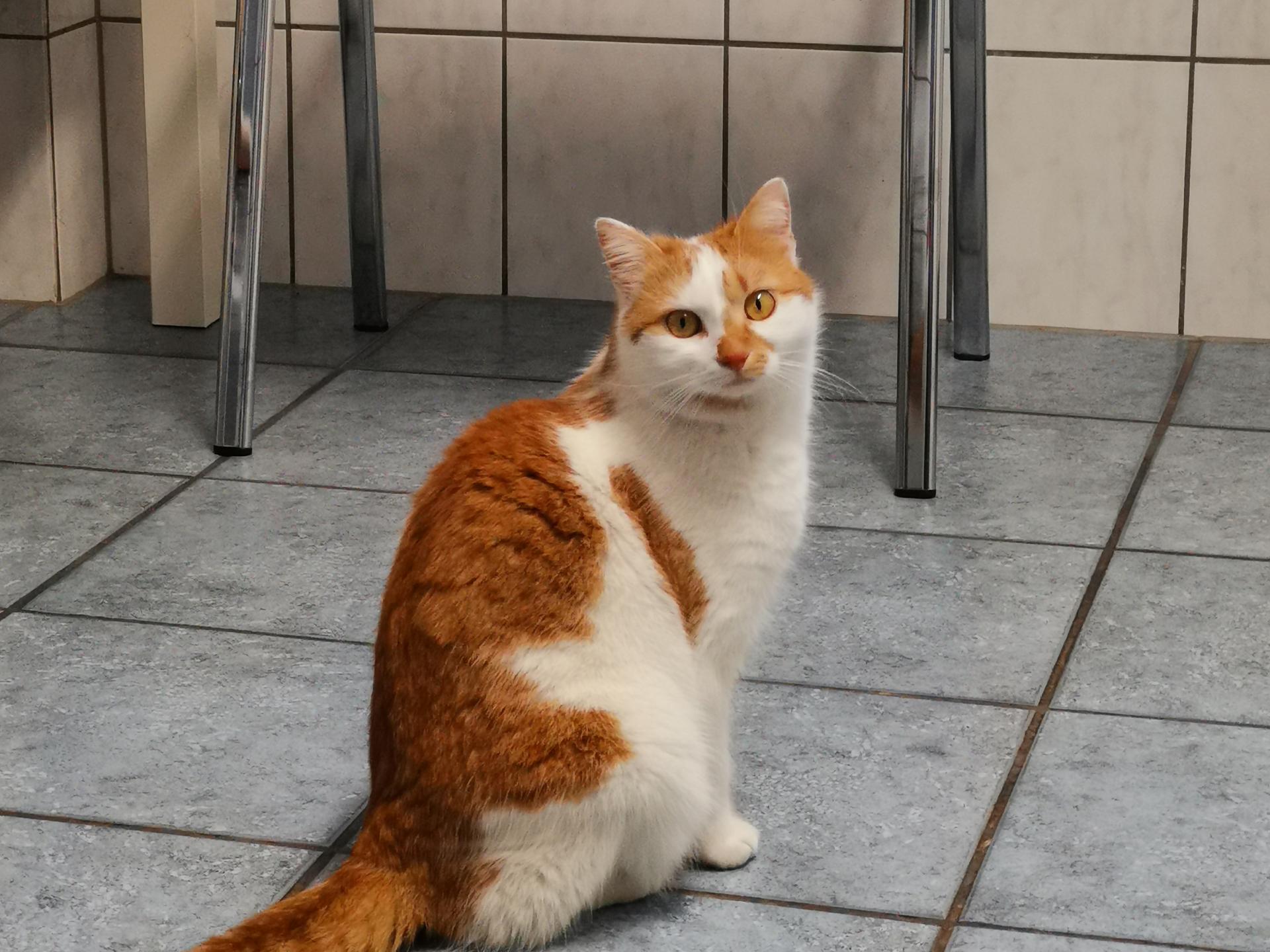 Ansicht 1 von Tierärztliche TagesKlinik Jekel