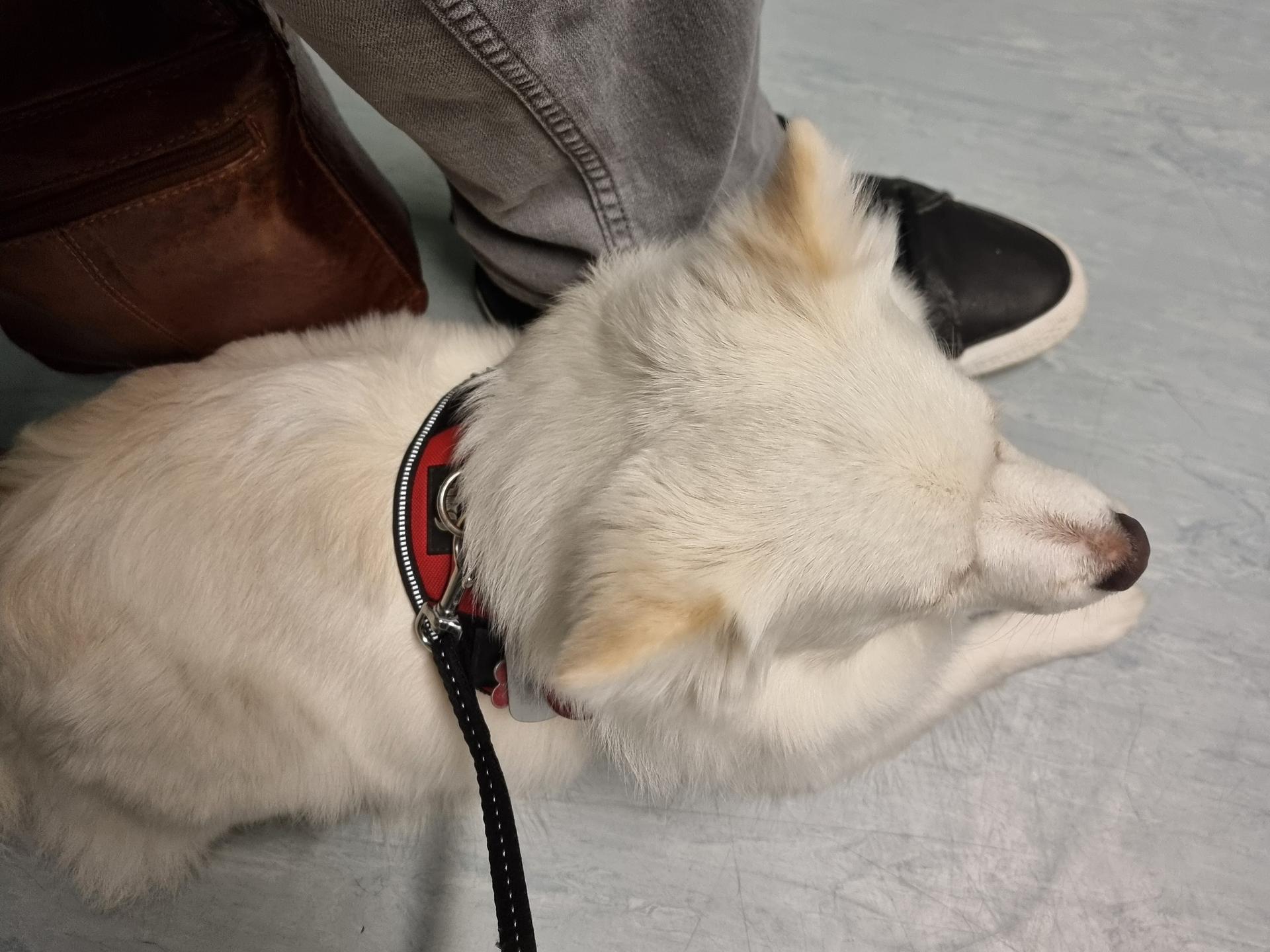 View 1 of Dr. med. vet. Benjamin Sahrmann Praktischer Tierarzt