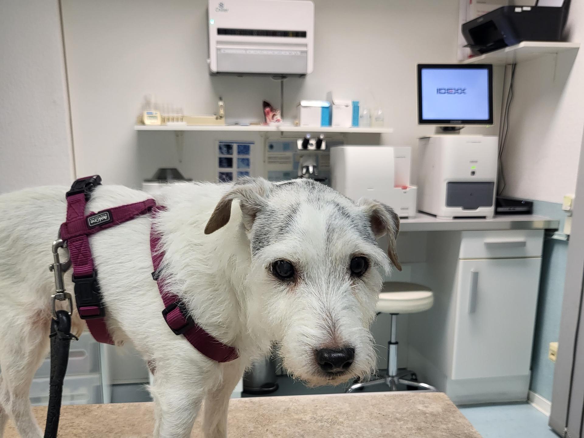 View 2 of Dr. med. vet. Benjamin Sahrmann Praktischer Tierarzt