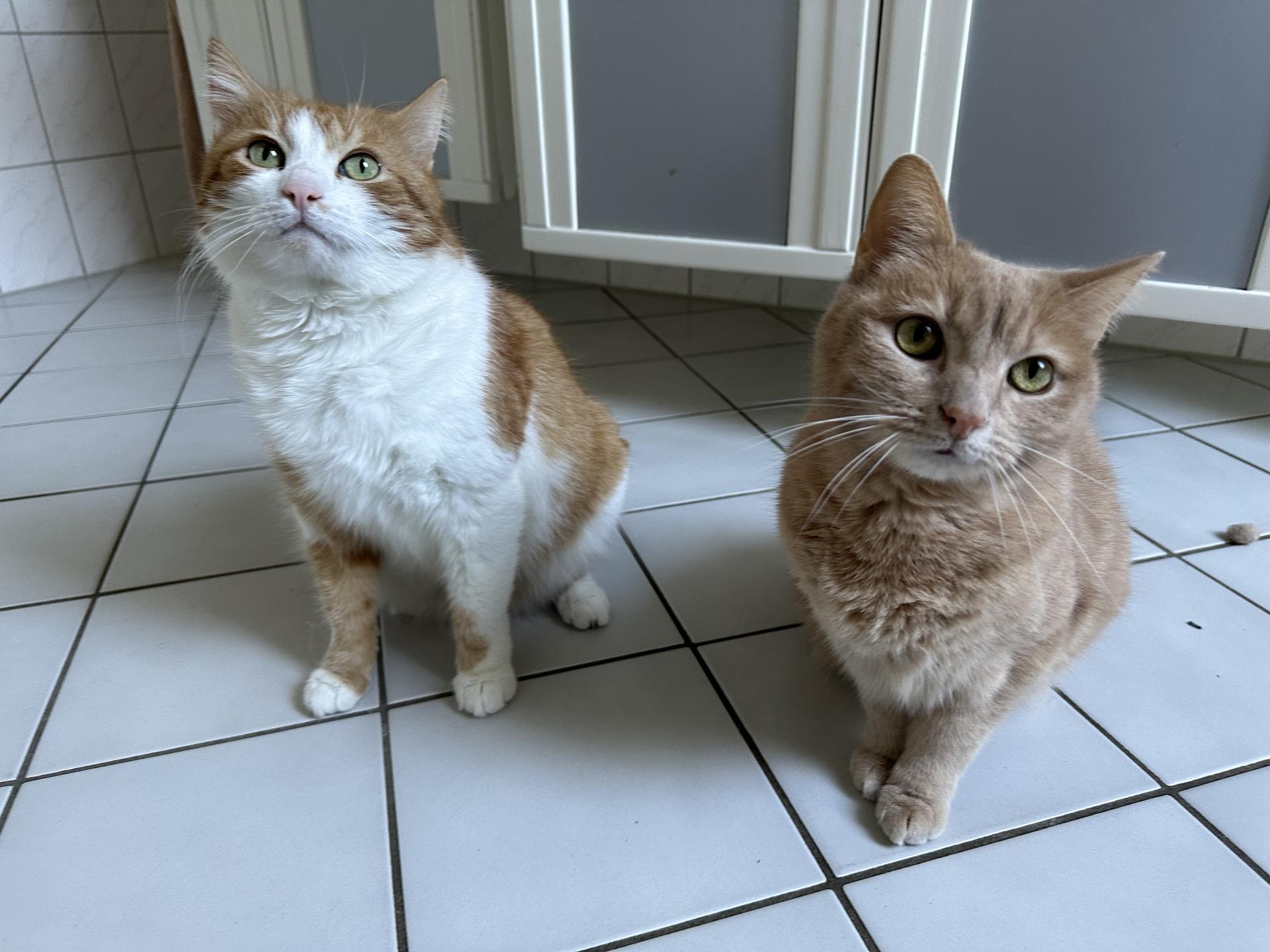 View 3 of Dr. med. vet. Benjamin Sahrmann Praktischer Tierarzt