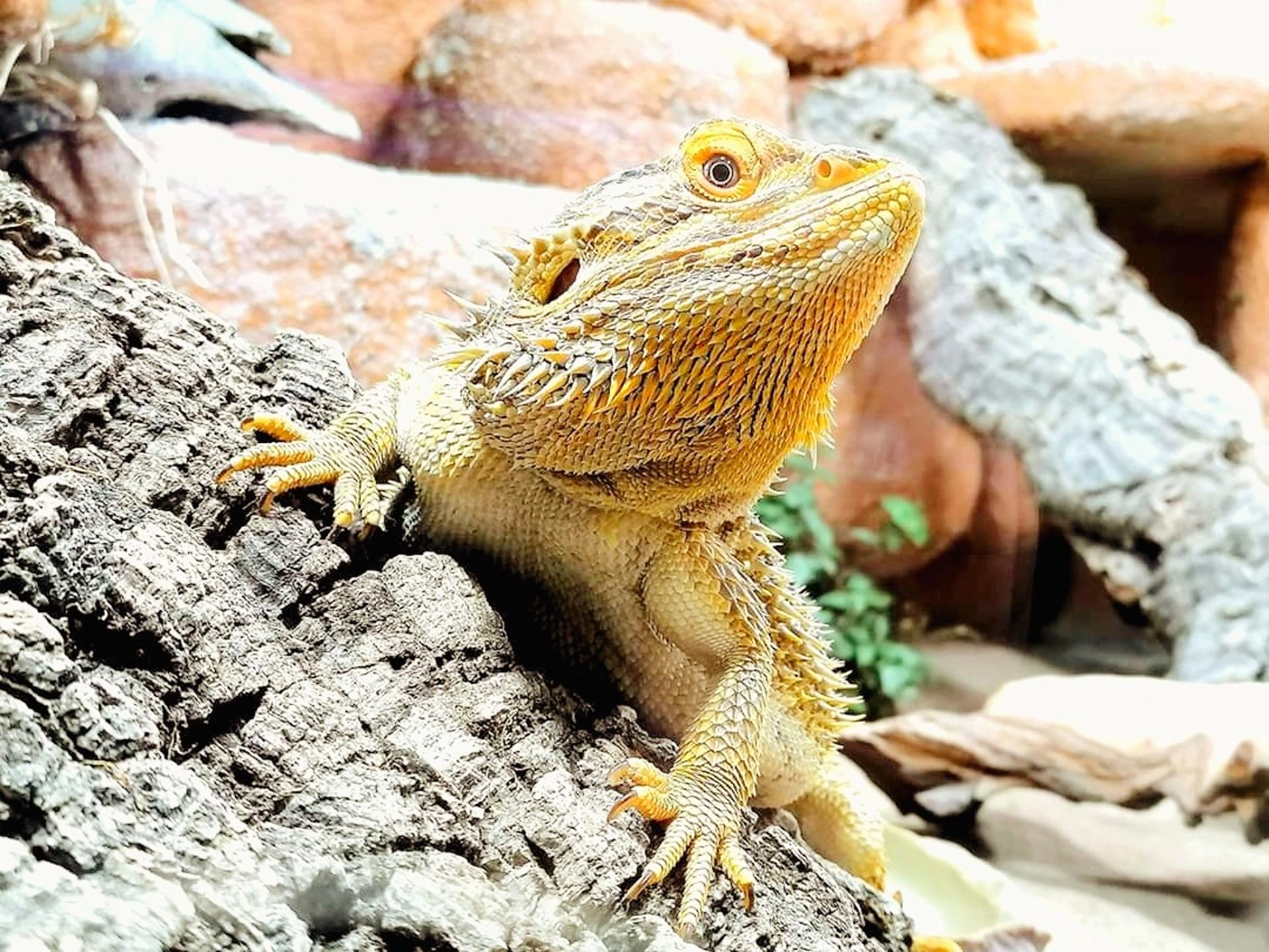Ansicht 3 von Tierarztpraxis Sternberg Kleintiere und Reptilien, Koitierarzt