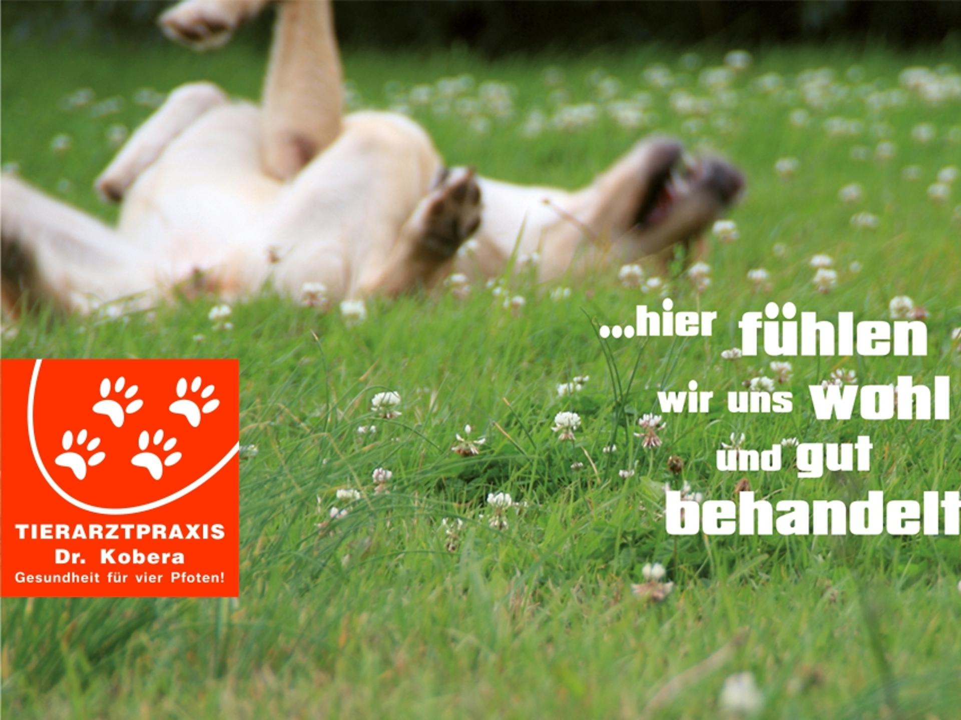 Ansicht 1 von Tierarztpraxis Dr. med. vet. Ralph Kobera