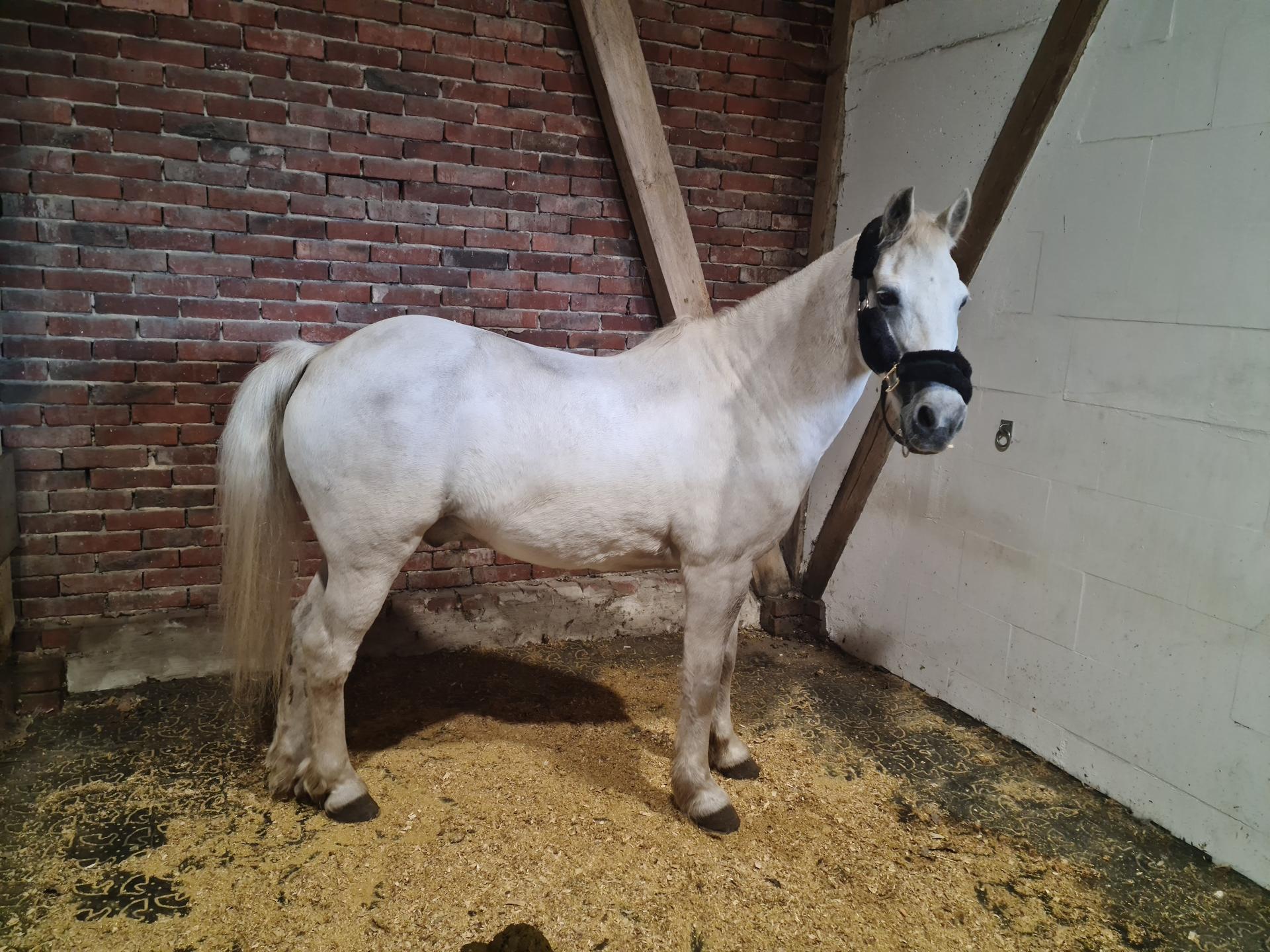 View 1 of Equine Dental Care Rabea Neubaum-Otte
