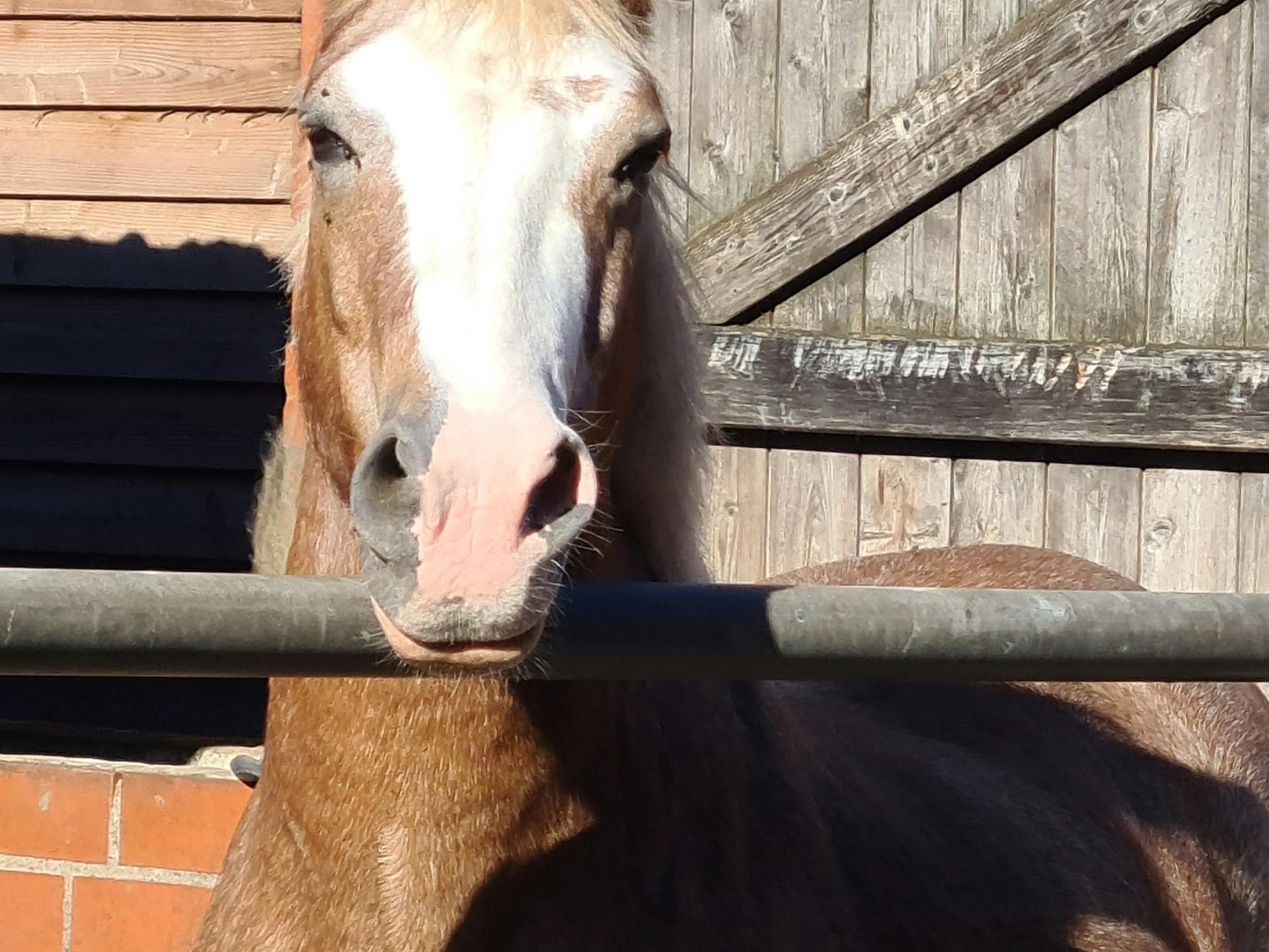 View 2 of Equine Dental Care Rabea Neubaum-Otte