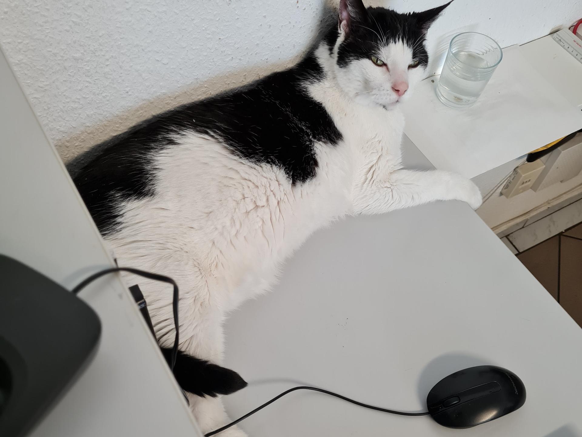 Ansicht 1 von Tierarztpraxis Lankwitz