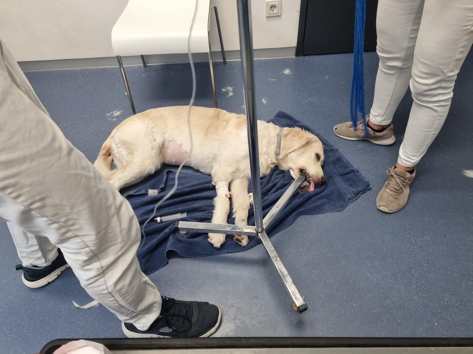 Ansicht 2 von Dr. med.vet. Günter Plößl