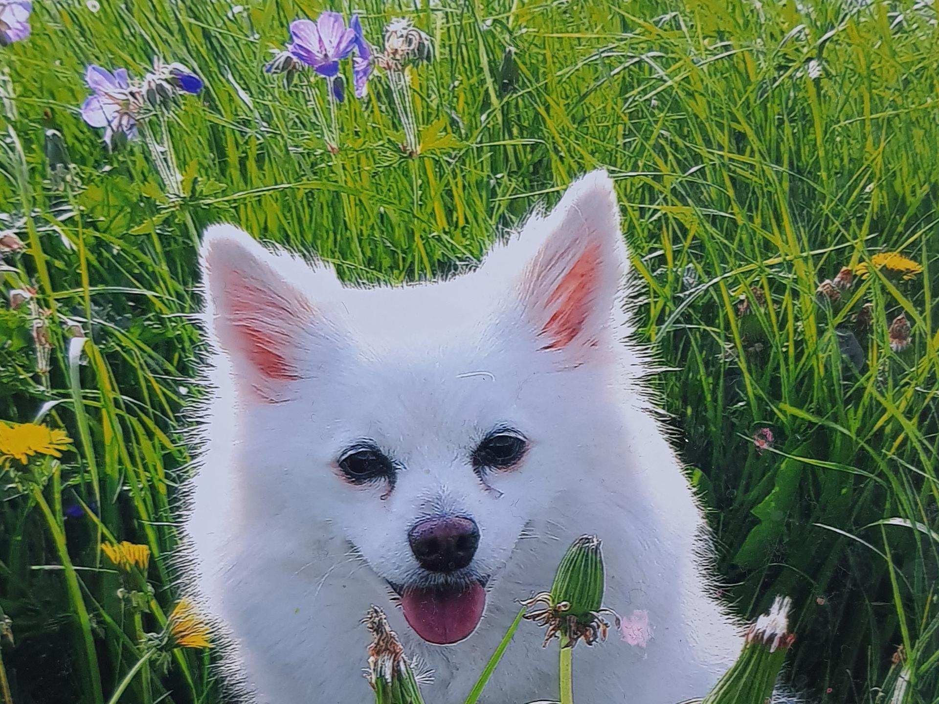 Ansicht 4 von Oxana Dietsche - Tierärztin
