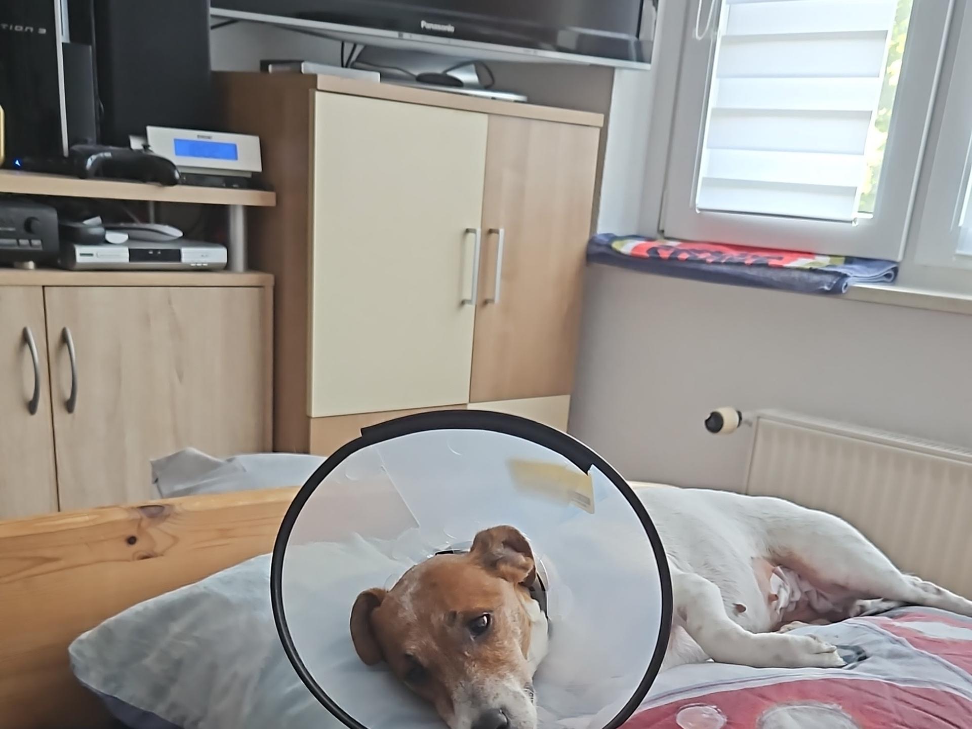 Ansicht 3 von Großmann Jörn Dr. Tierarztpraxis