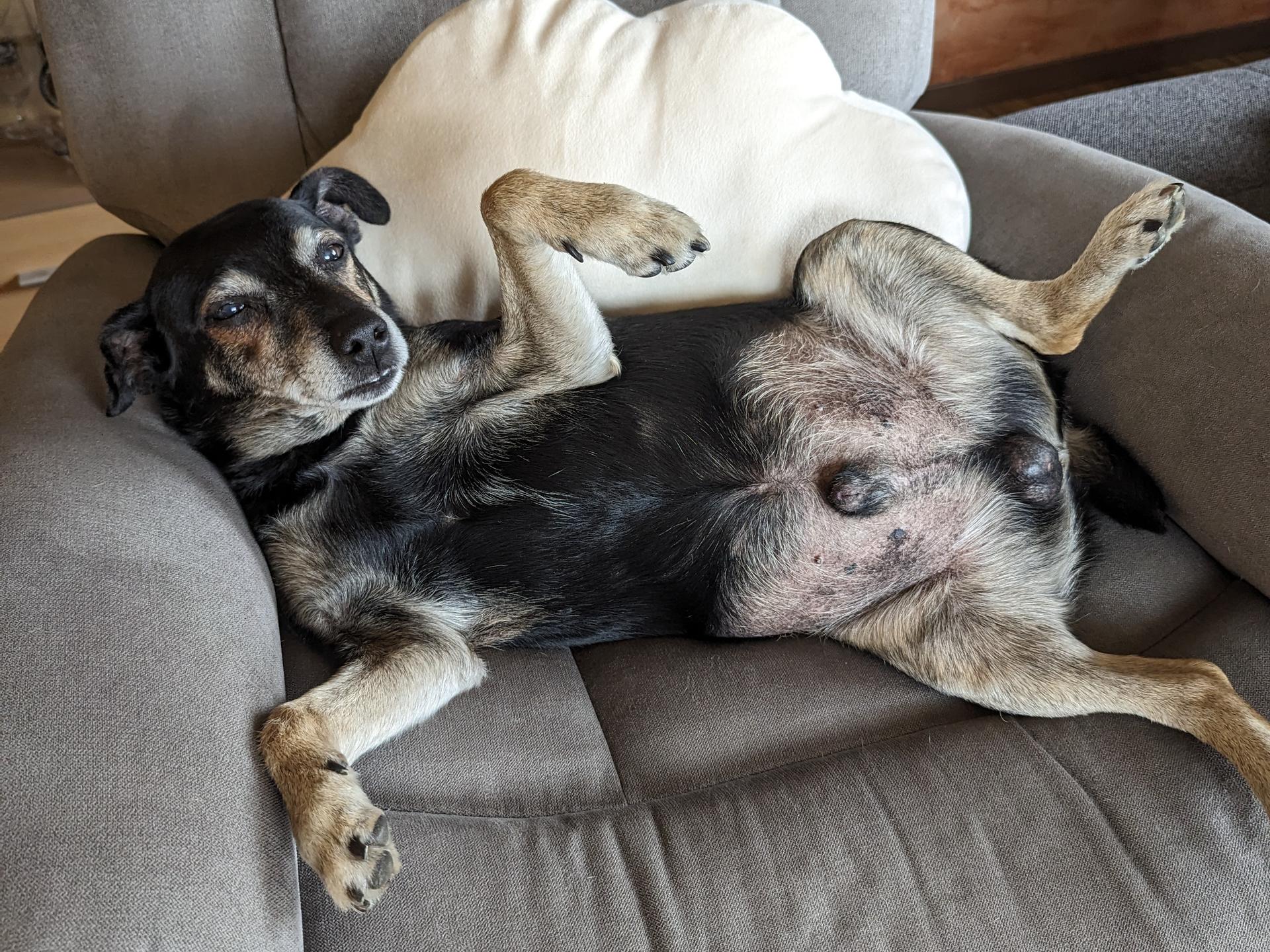 Ansicht 2 von Tierarztpraxis Susann Zimmer