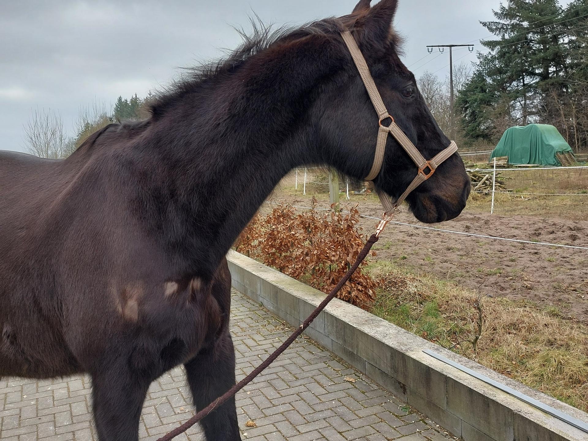 Ansicht 2 von Tierärztliche Praxis für Pferde Sergej Zeller