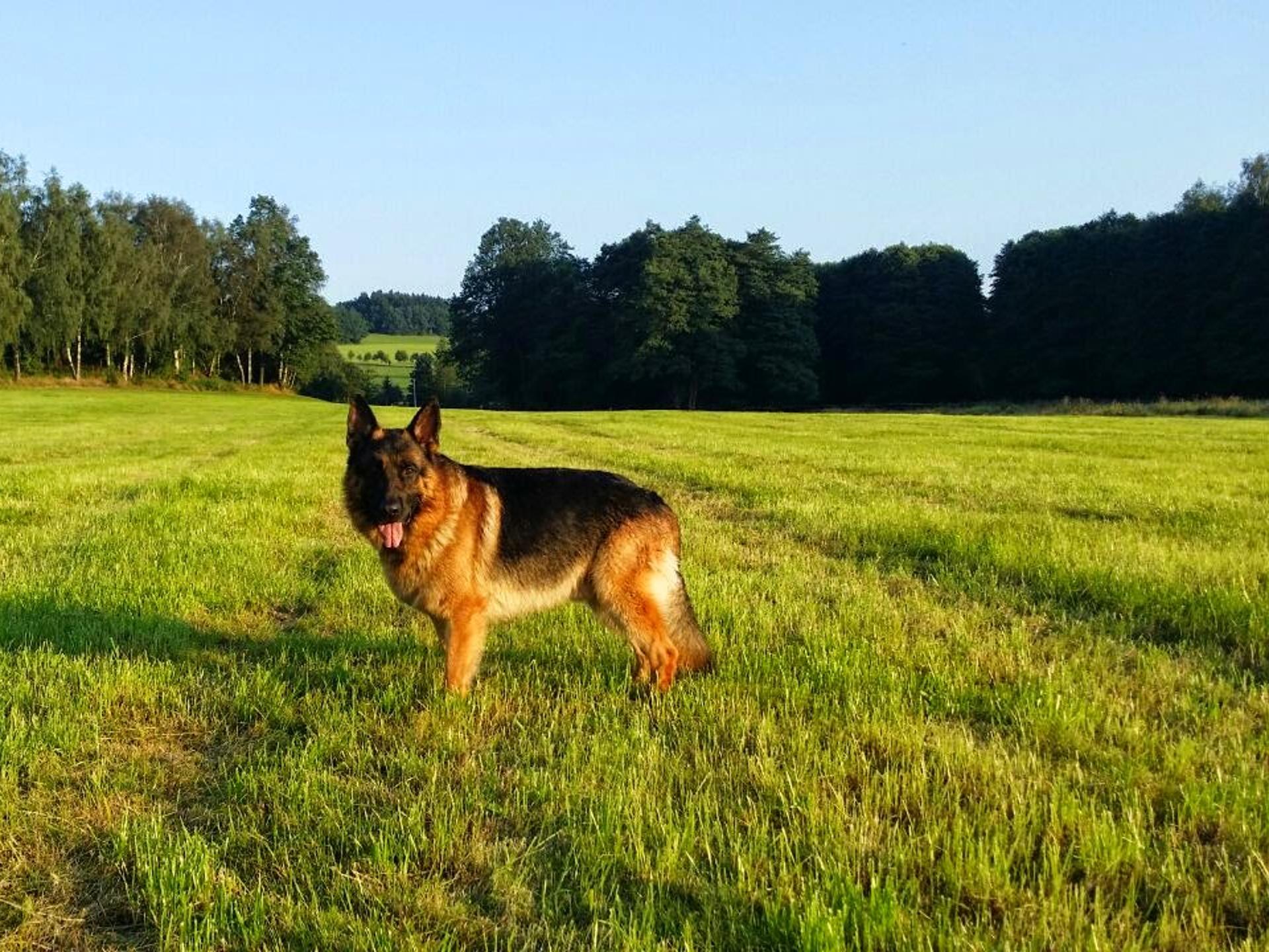 Ansicht 1 von Dr.med.vet. Uwe Müller Tierarzt